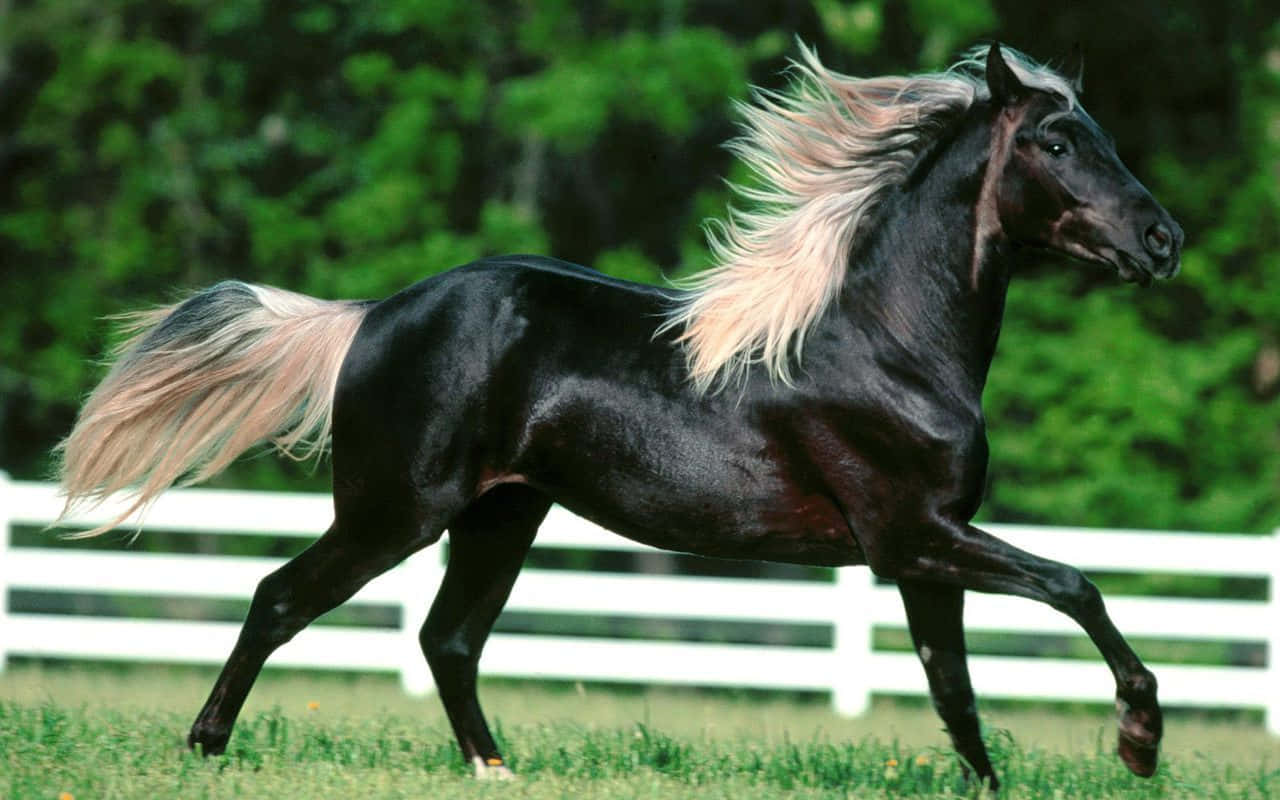 Pretty Horse 桌布 壁紙 — 一匹黑色馬匹，擁有飄逸的金色鬃毛和尾巴，在草地上優雅地奔馳，背景有白色圍欄和綠樹。