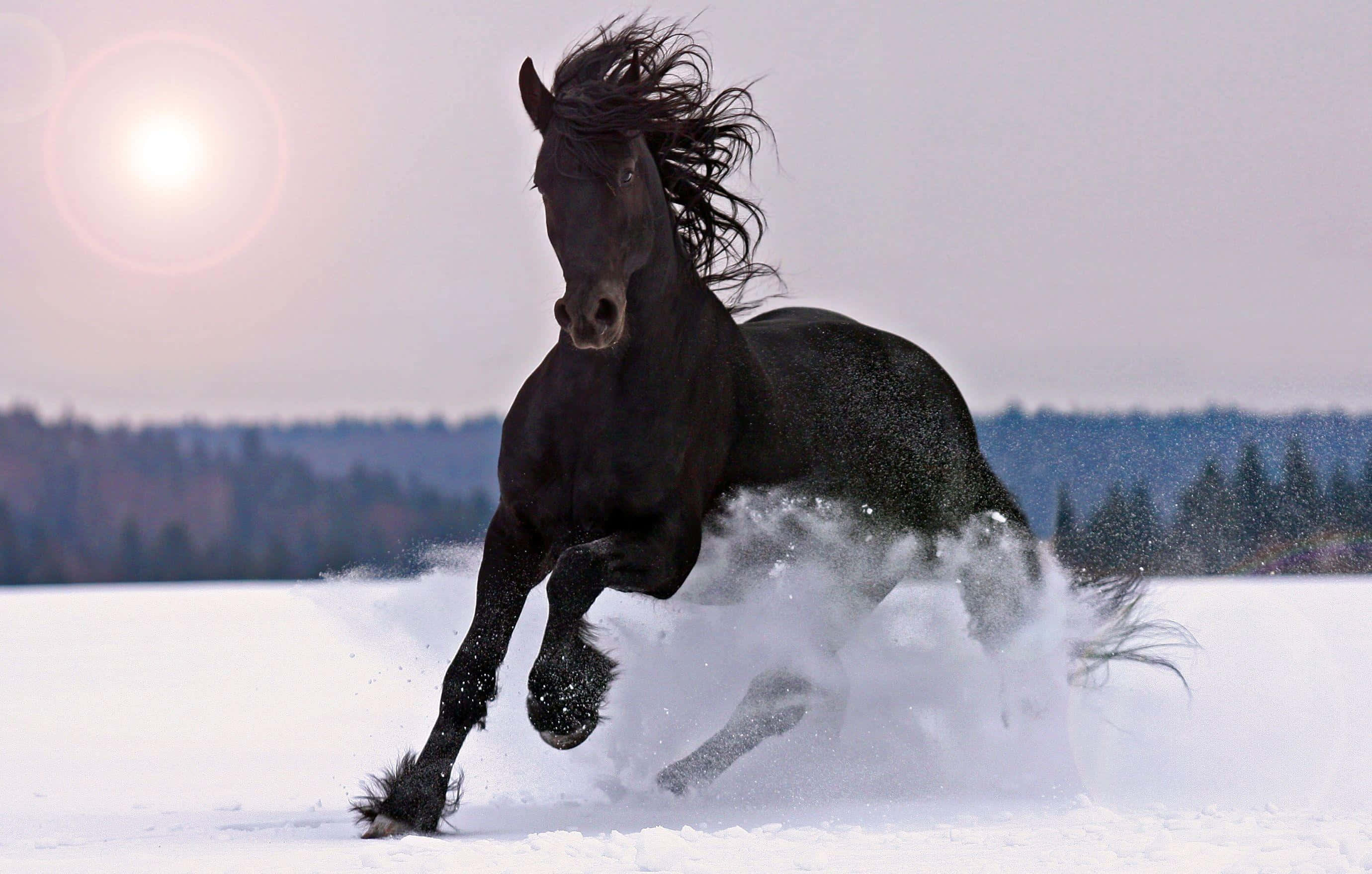 Black Horse 桌布 壁紙 — 一匹黑馬在深雪中強勁奔馳，背後太陽閃耀。