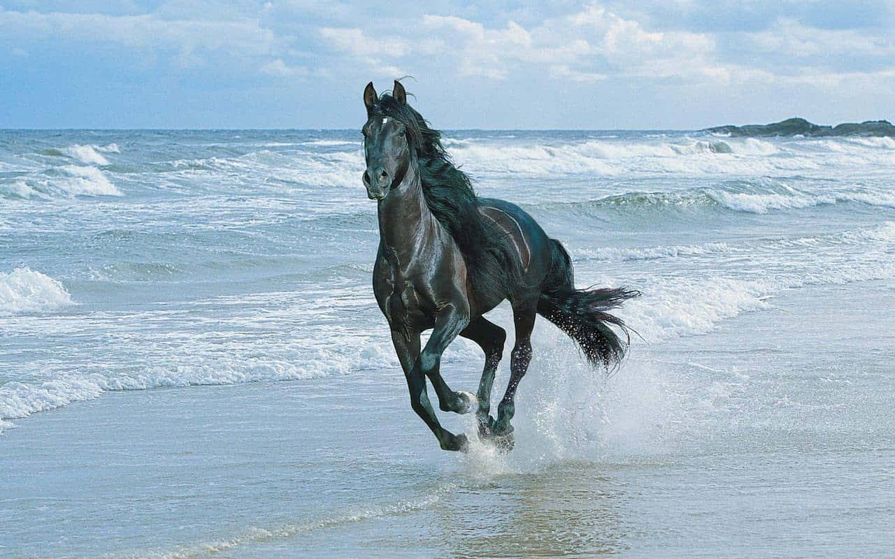 Pretty Horse 桌布 壁紙 — 一匹黑馬在部分多雲的天空下，在明亮的沙灘上強力地奔騰穿過淺淺的海浪。