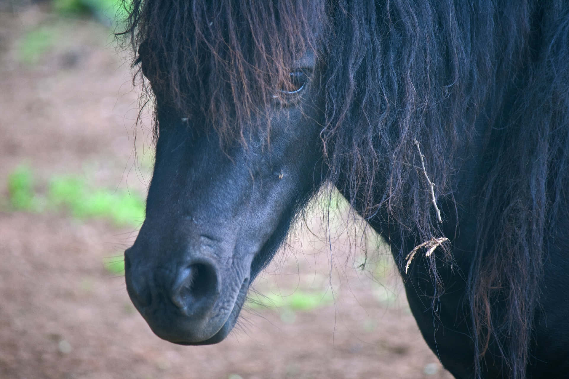 pony 桌布 壁紙 — 一匹黑馬寧靜的臉部特寫，長長的鬃毛飄逸，背景是模糊的泥土色調。