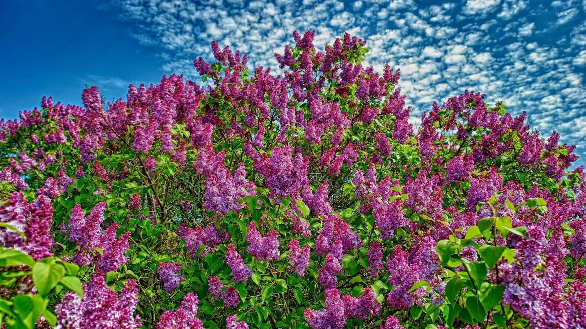 Lilac Tree 桌布 壁紙 — 一叢充滿活力的紫色丁香花，在點綴著蓬鬆白雲的明亮藍天下密集盛開。