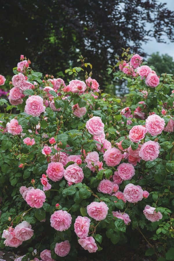 English Rose Garden 桌布 壁紙 — 一叢嬌嫩的粉紅玫瑰在深綠色樹葉和陰天背景下生機勃勃地綻放。