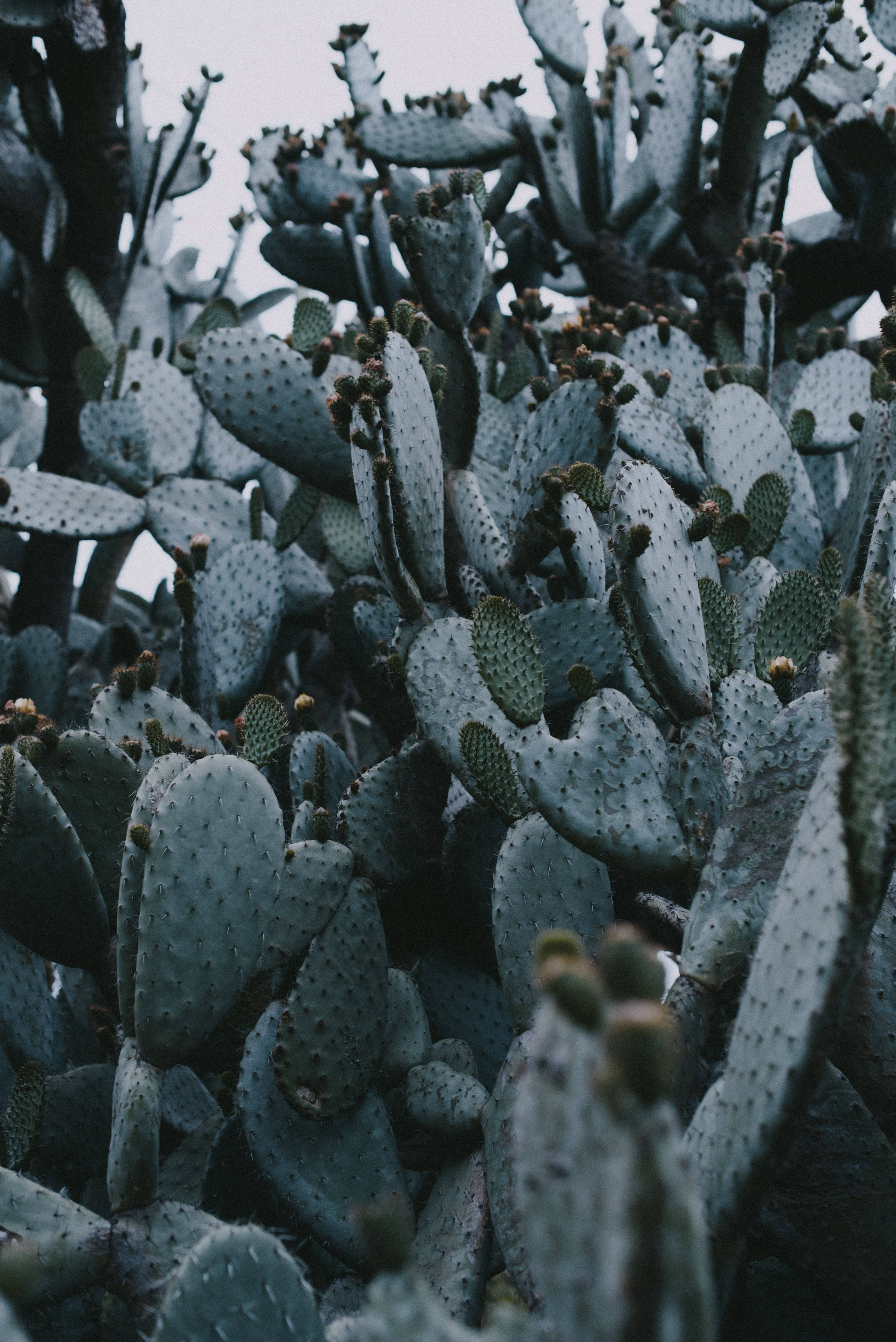 Cactus 桌布 壁紙 — 一叢密集的仙人掌，帶有柔和的藍綠色墊子和細小的刺，在陰天之下。