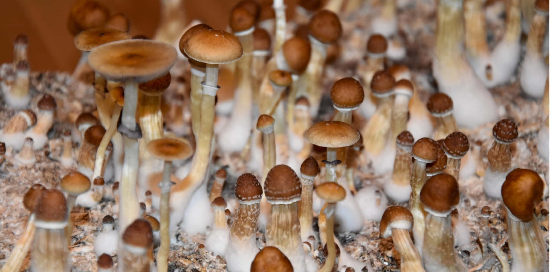 Magic Mushroom 桌布 壁紙 — 一叢密集的小型棕色傘菌，從白色纖維狀基質中生長出來的近距離視圖。