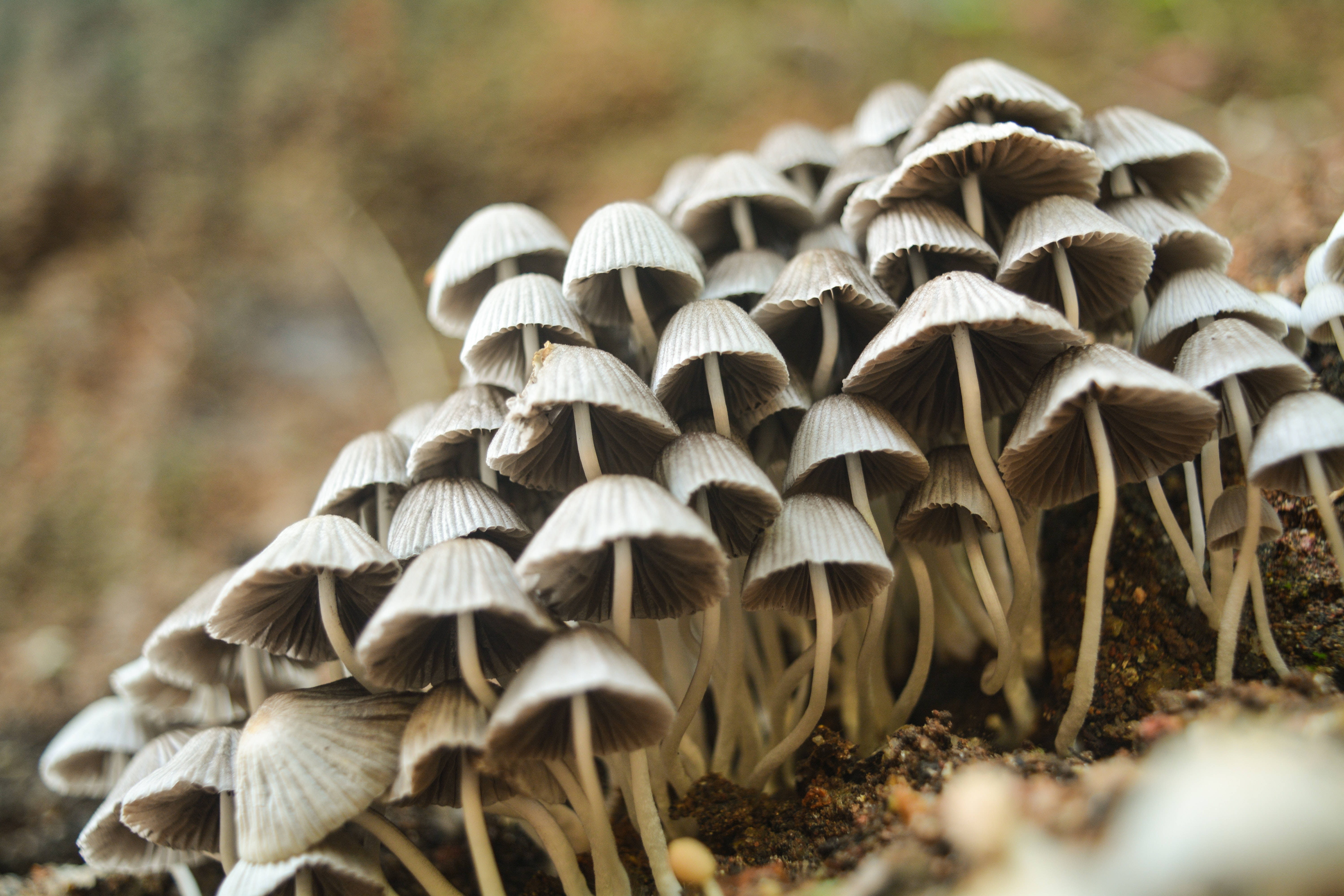 Mushroom Aesthetic 桌布 壁紙 — 一叢密集的灰色細嫩蘑菇，帶有纖細的莖，從肥沃的土壤中冒出，出現在柔焦的森林地面上。