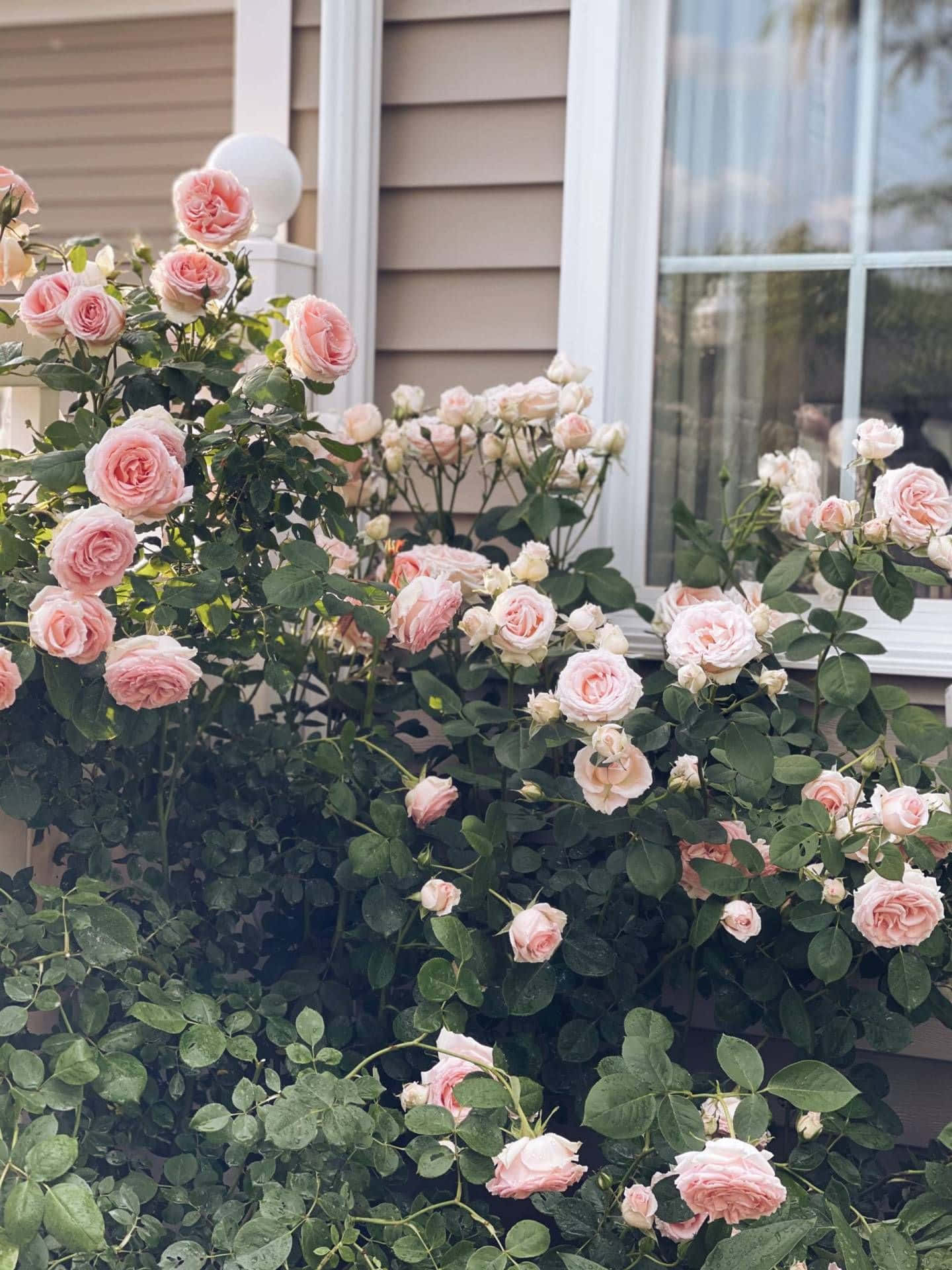 English Rose Garden 桌布 壁紙 — 一叢茂密的粉紅玫瑰在米色房屋前盛開，房屋有白色飾邊和玻璃窗。