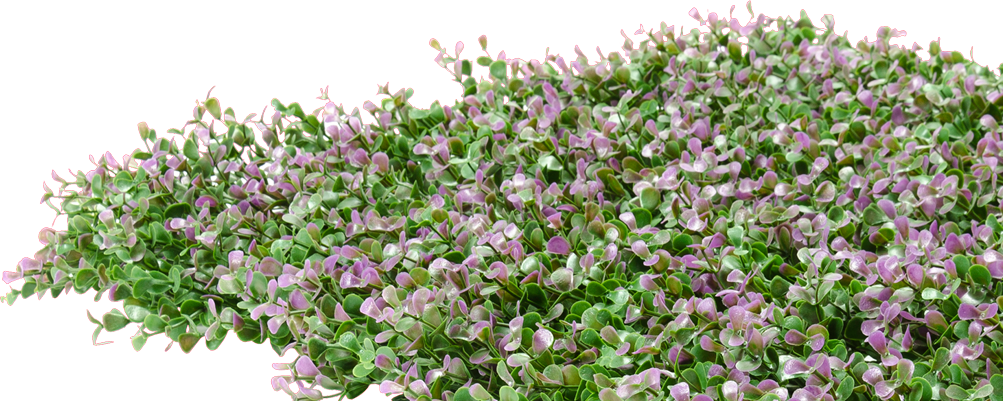English Lavender 桌布 壁紙 — 一叢茂密的綠色和紫色葉子，背景為亮紅色。