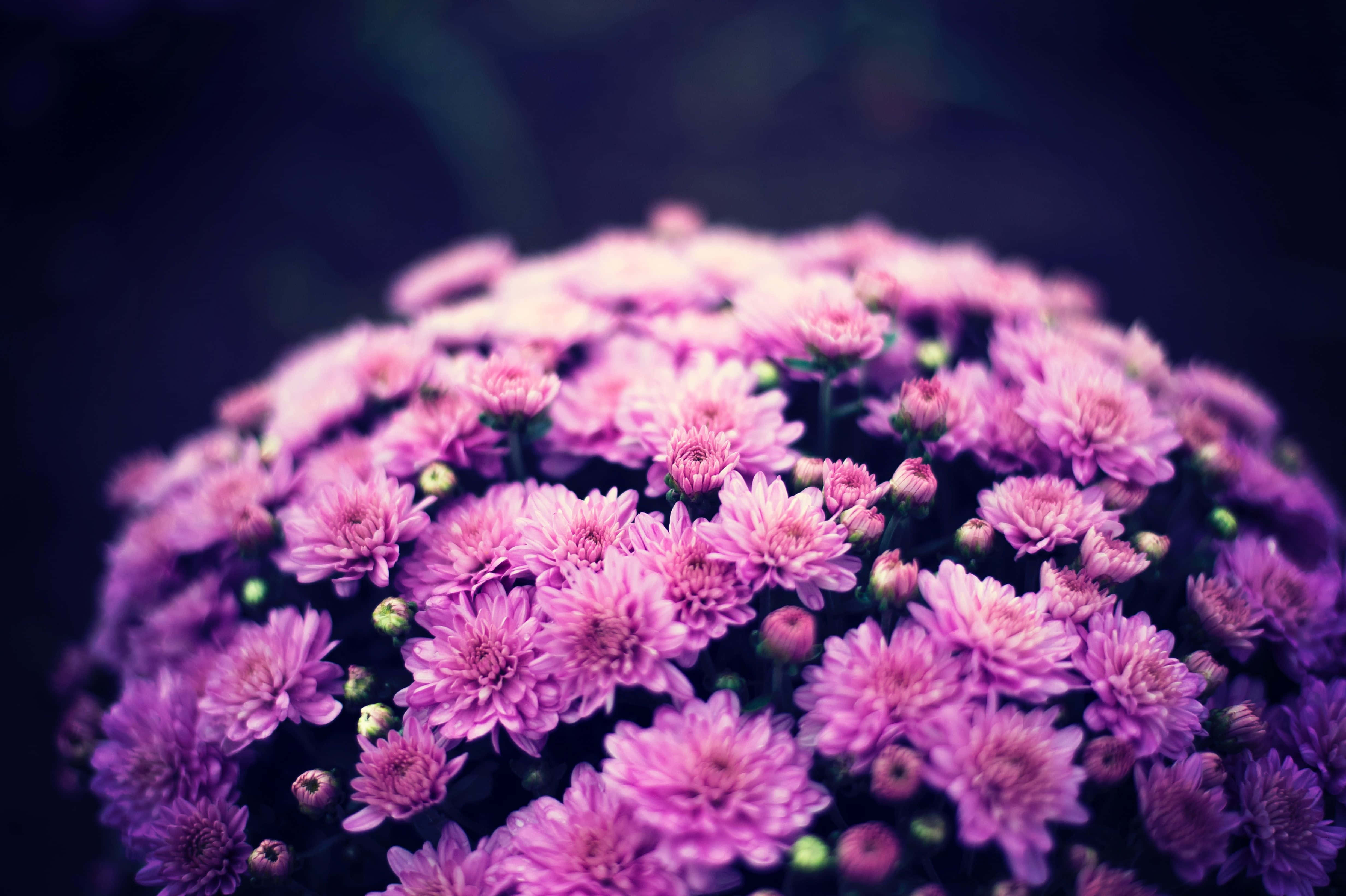 Pink Chrysanthemums 桌布 壁紙 — 一叢茂盛的粉紅色菊花在深色模糊背景下柔和綻放。