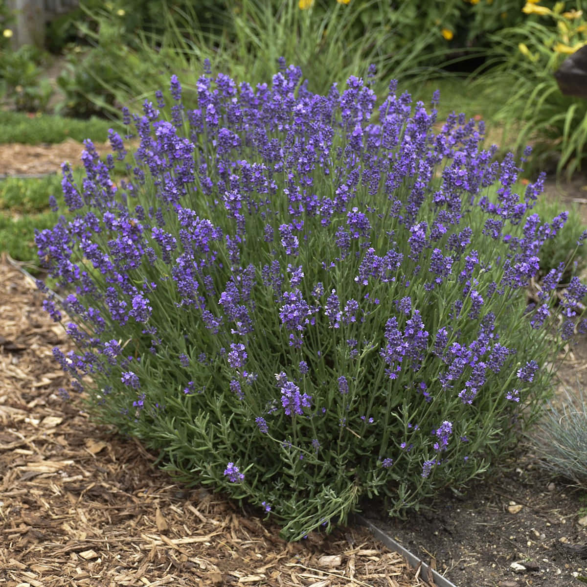Lavender Blue 桌布 壁紙 — 一叢茂盛的薰衣草盛開著鮮豔的紫色花朵，背景是柔焦的花園。