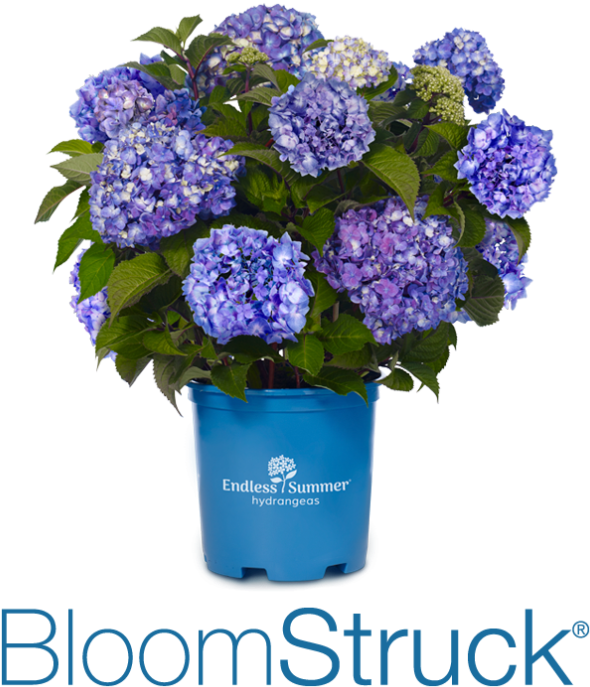 Hydrangea 桌布 壁紙 — 一叢茂盛的藍色繡球花，種在一個有品牌的藍色花盆中，在純黑色背景下鮮豔綻放。