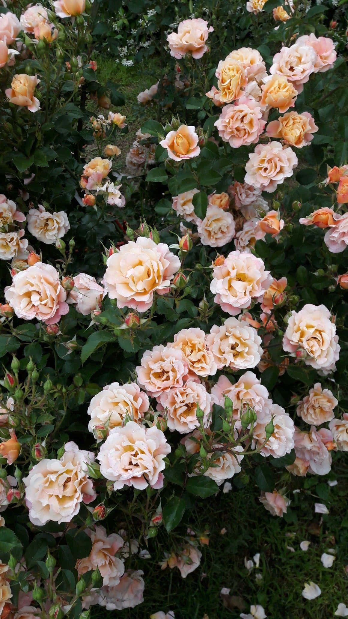 Vintage Aesthetic Plant 桌布 壁紙 — 一叢茂盛的蜜桃色和奶油色玫瑰在柔和日光下，在綠色葉片襯托下密集綻放。