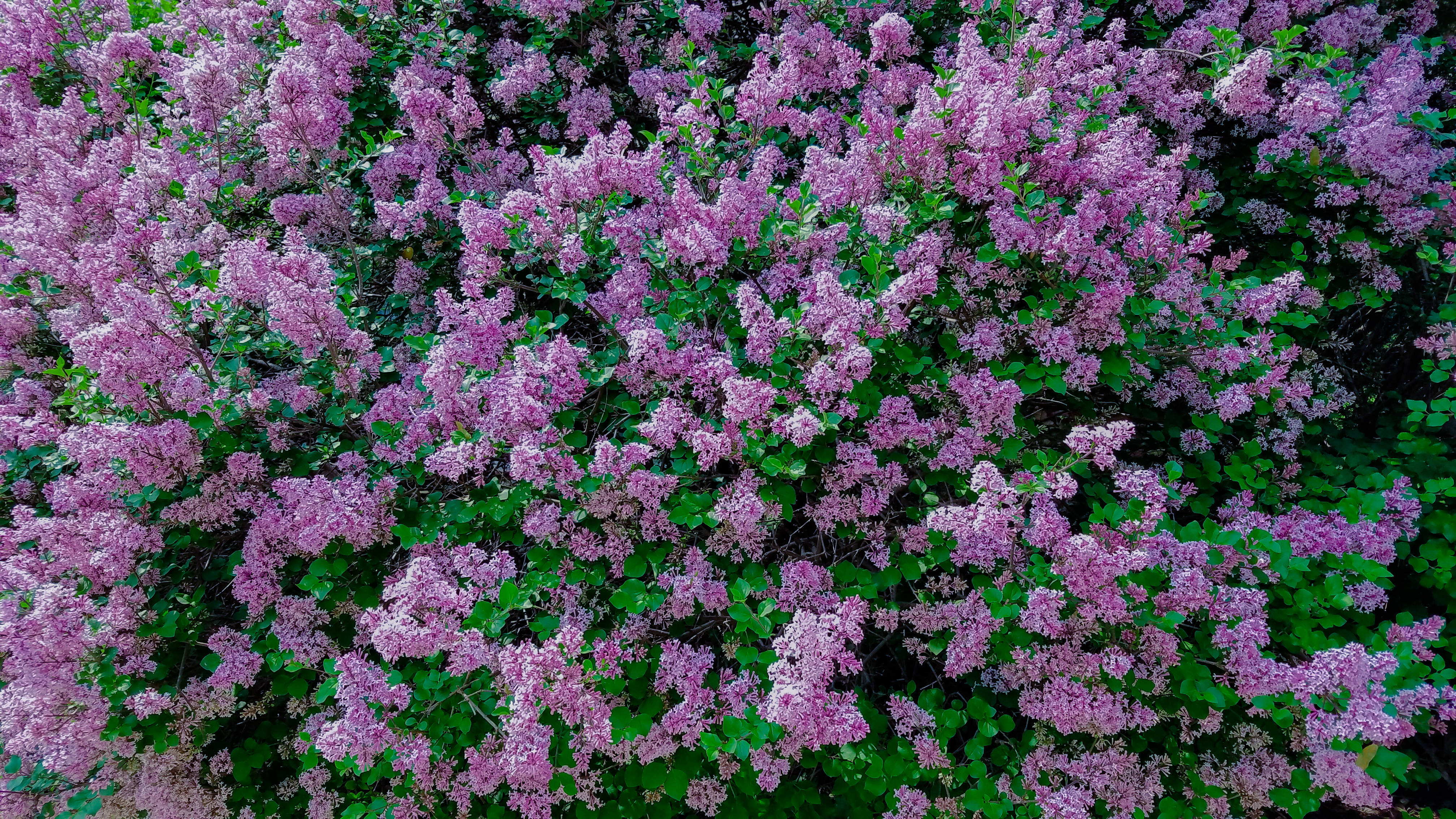 Calming 桌布 壁紙 — 一叢茂盛的鮮紫色丁香花，在春意盎然中，在翠綠的葉子襯托下，繁茂地盛開。