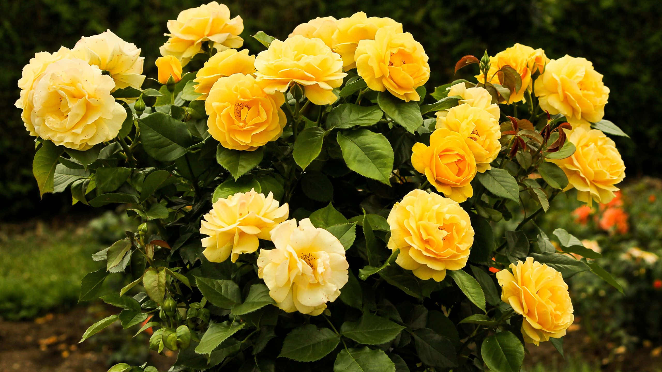 Yellow Rose 桌布 壁紙 — 一叢茂盛的鮮黃色玫瑰盛開，花瓣層層疊疊，深綠色葉子，背景是柔和模糊的花園。