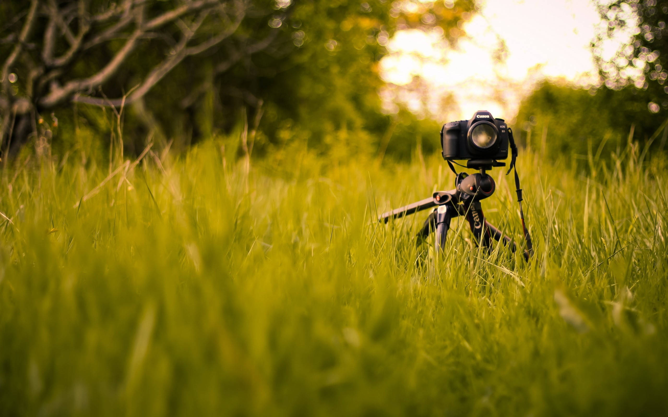 相機 桌布 壁紙 — 一台 DSLR 相機安裝在三腳架上，矗立在高大鮮綠的草叢中，背景中柔和的金色陽光透過樹木灑落。