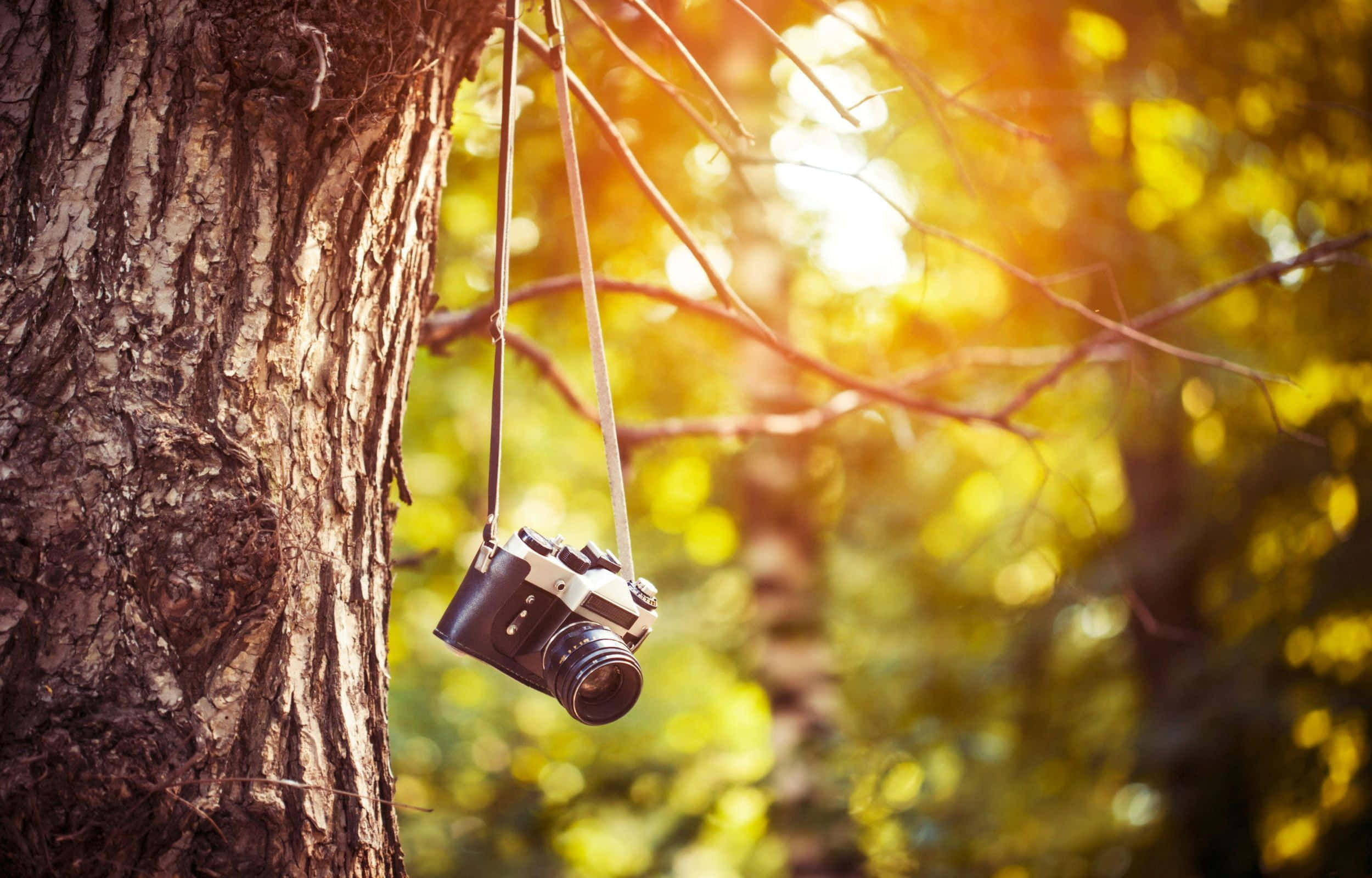 Dslr 桌布 壁紙 — 一台復古相機用掛繩掛在樹枝上，沐浴在穿過秋葉的金色陽光中。