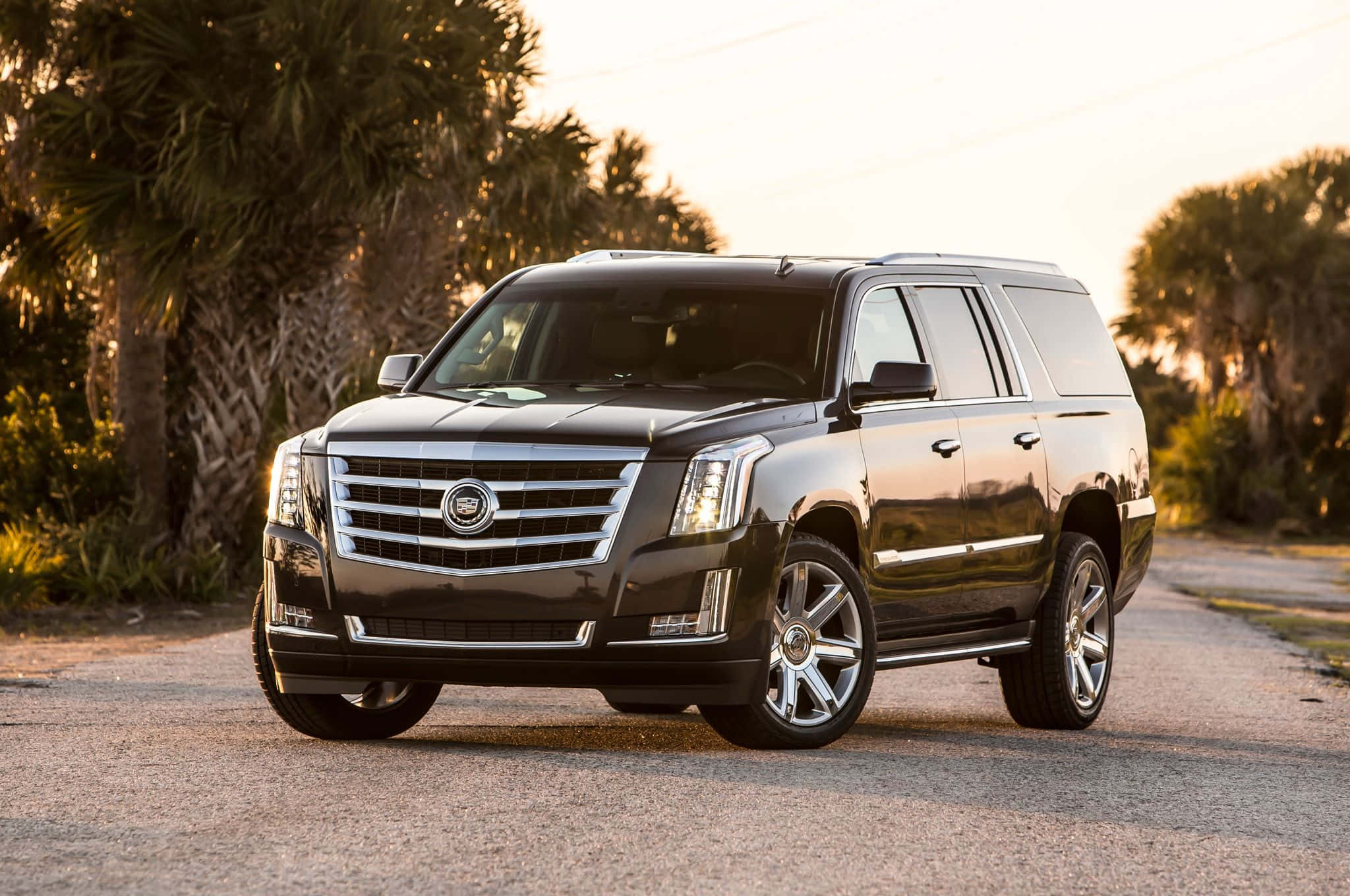 Cadillac Escalade 桌布 壁紙 — 一台時尚的黑色凱迪拉克SUV在金色夕陽下閃耀，停泊在棕櫚樹成蔭的碎石路上。
