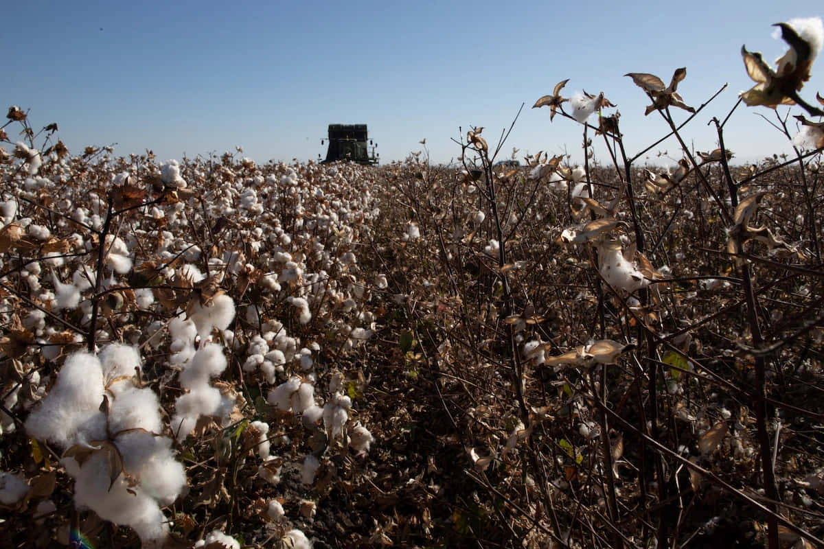 Cotton Field 桌布 壁紙 — 一台棉花收割機在晴朗藍天下，穿過廣闊的白色棉花田。