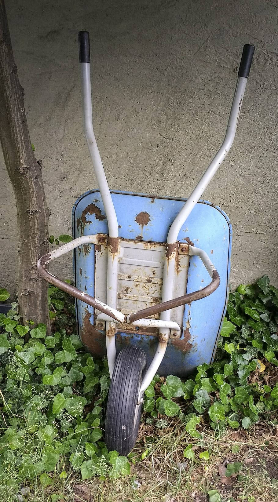 Garden 桌布 壁紙 — 一台生鏽的藍色手推車靠著牆，周圍環繞著綠色的常春藤和草。
