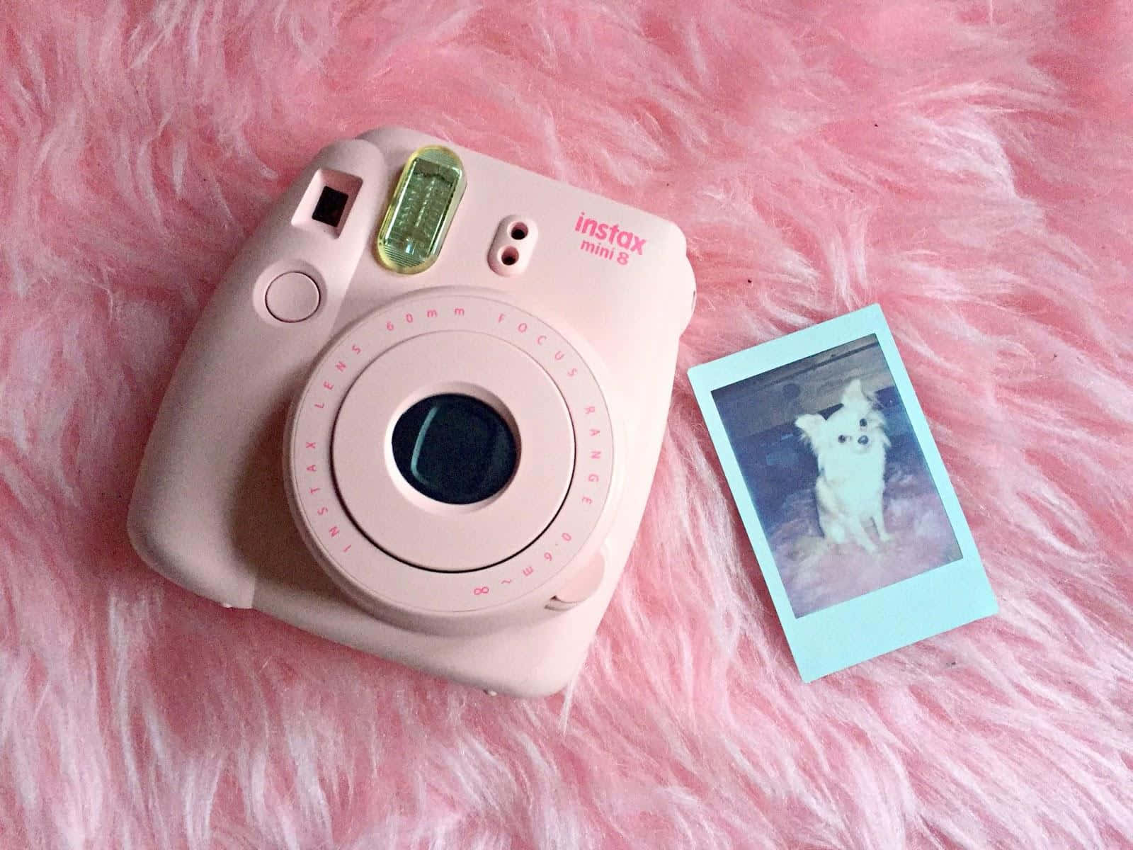 拍立得 桌布 壁紙 — 一台粉紅色Instax Mini 8相機放在毛茸茸的粉紅色毛皮上，旁邊是一張白色狗的水藍色即時照片。