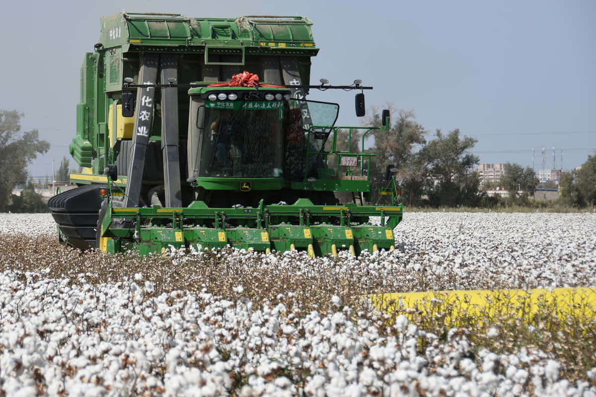 Cotton Field 桌布 壁紙 — 一台綠色棉花收割機在晴朗藍天下，穿過廣闊的白色棉花田。