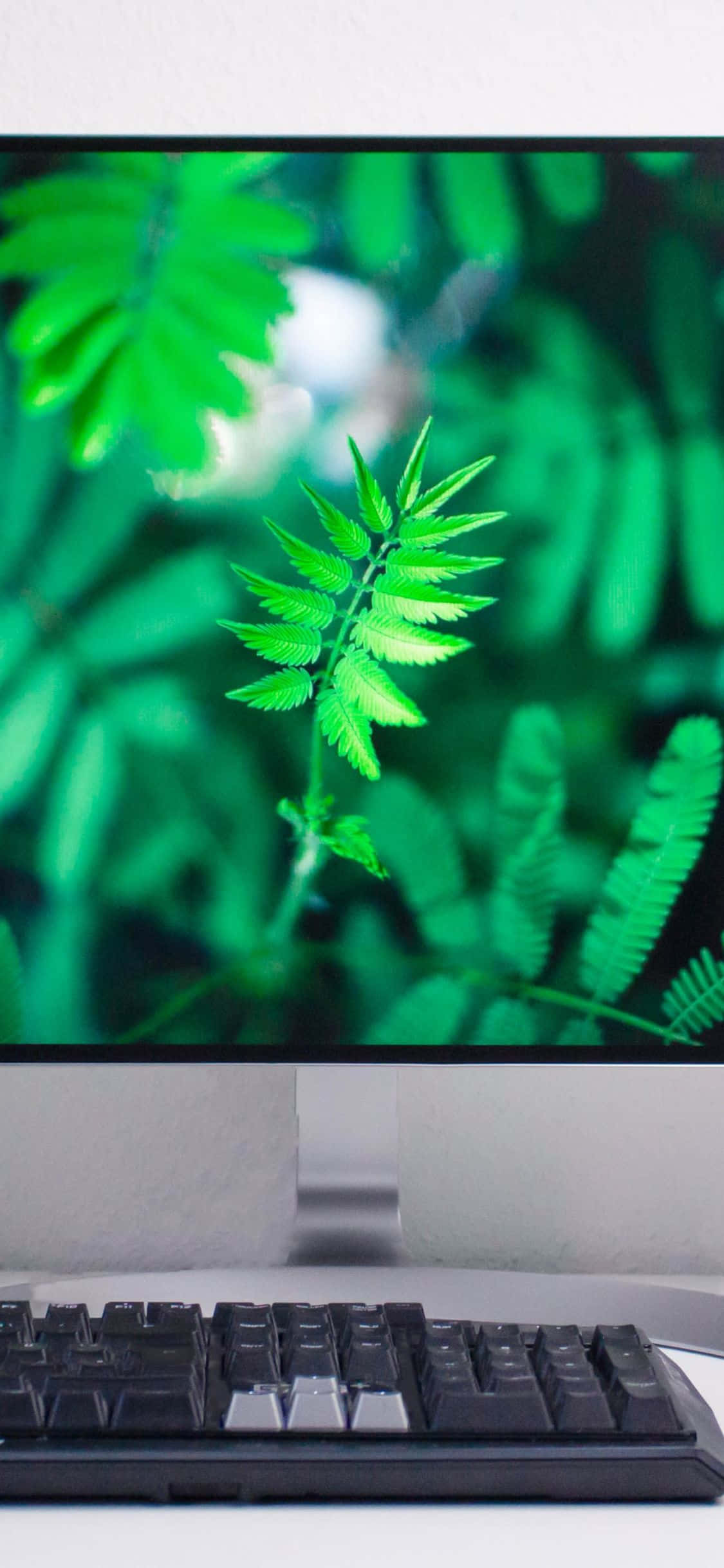一台電腦螢幕，畫面為綠色 壁紙
