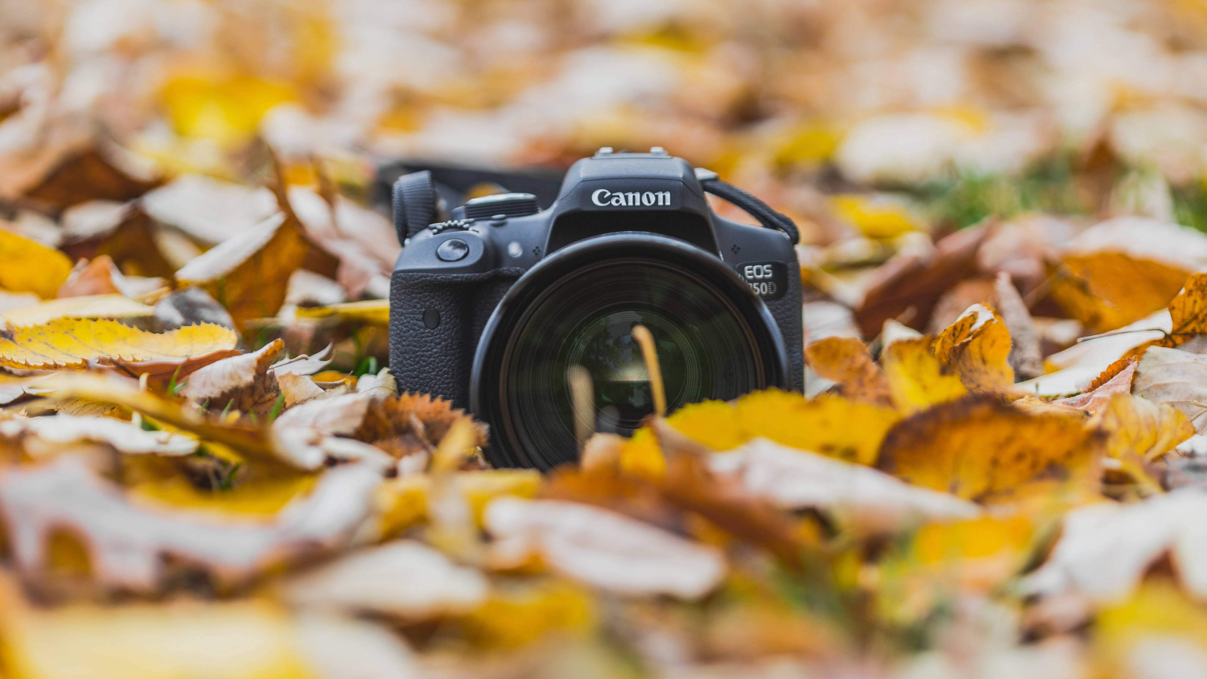 美學秋季 桌布 壁紙 — 一台黑色 Canon EOS 5D Mark IV 相機放置在鮮豔的黃色和棕色秋葉中，焦點柔和。
