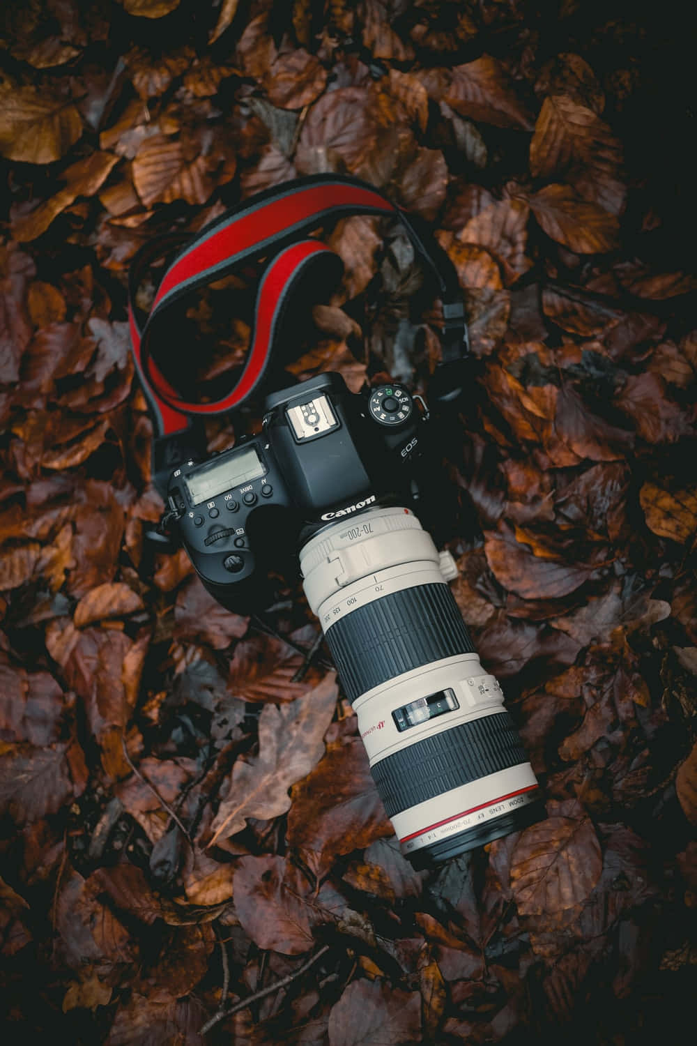 Dslr 桌布 壁紙 — 一台黑色Canon DSLR相機搭配紅色相機帶，放置在一堆濃郁的棕色秋葉上。