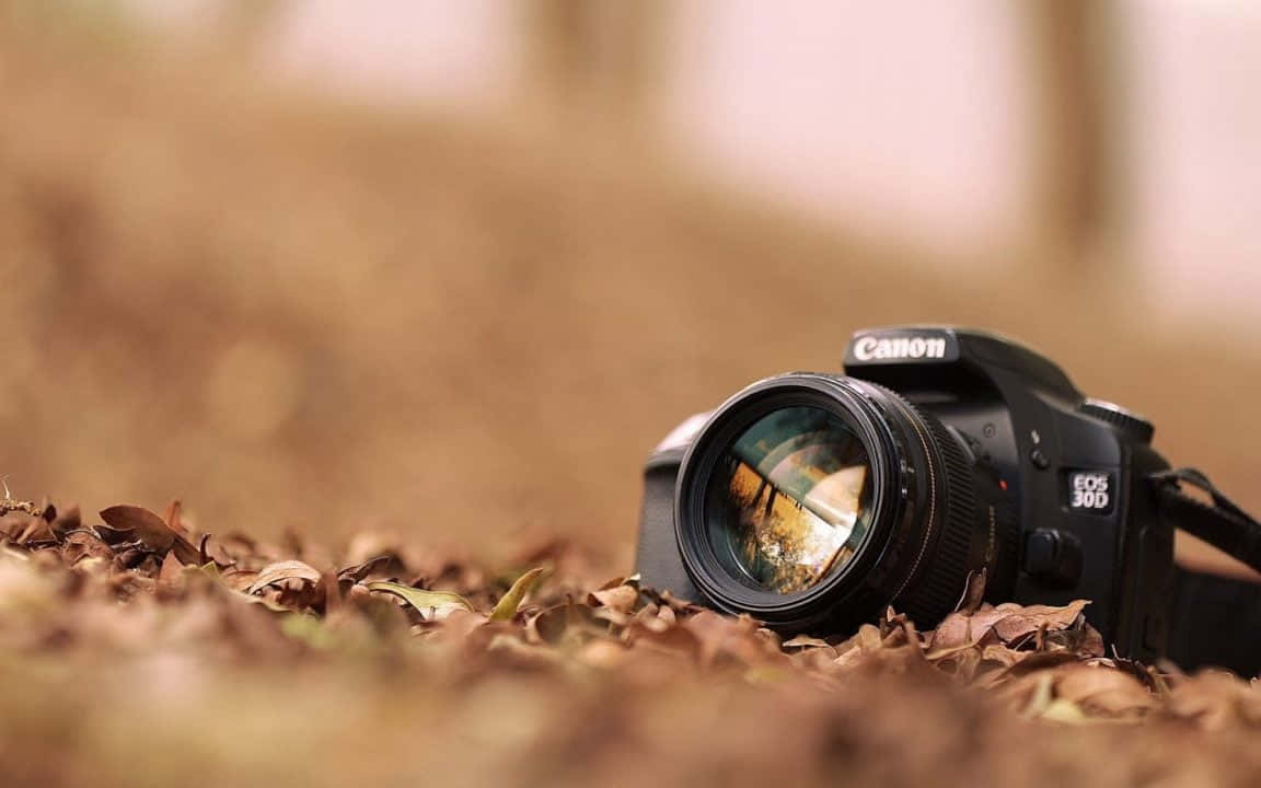 photo 桌布 壁紙 — 一台黑色Canon EOS 30D DSLR相機放在乾燥的棕色秋葉中，景深較淺。