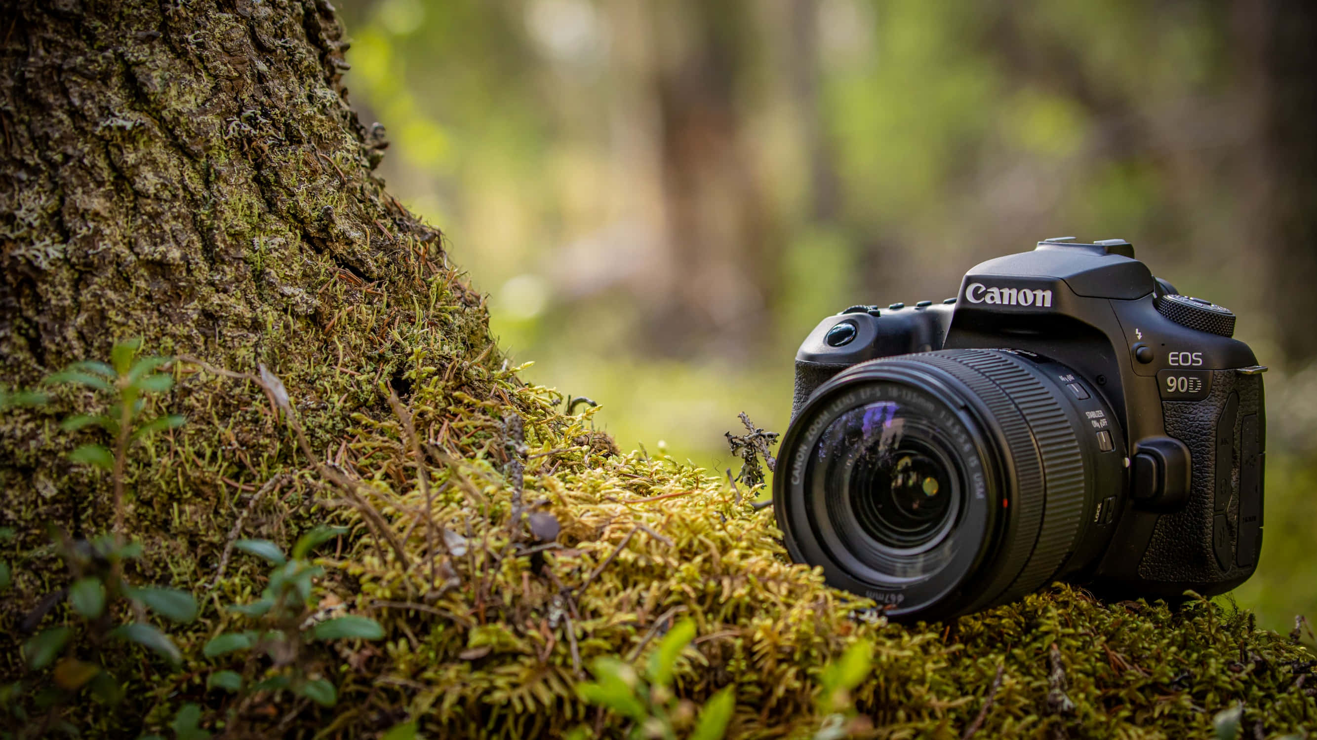 相機 桌布 壁紙 — 一台黑色Canon EOS 90D DSLR相機放在陽光普照的森林中，旁邊是紋理豐富的樹幹，底下是鮮綠色的苔蘚。
