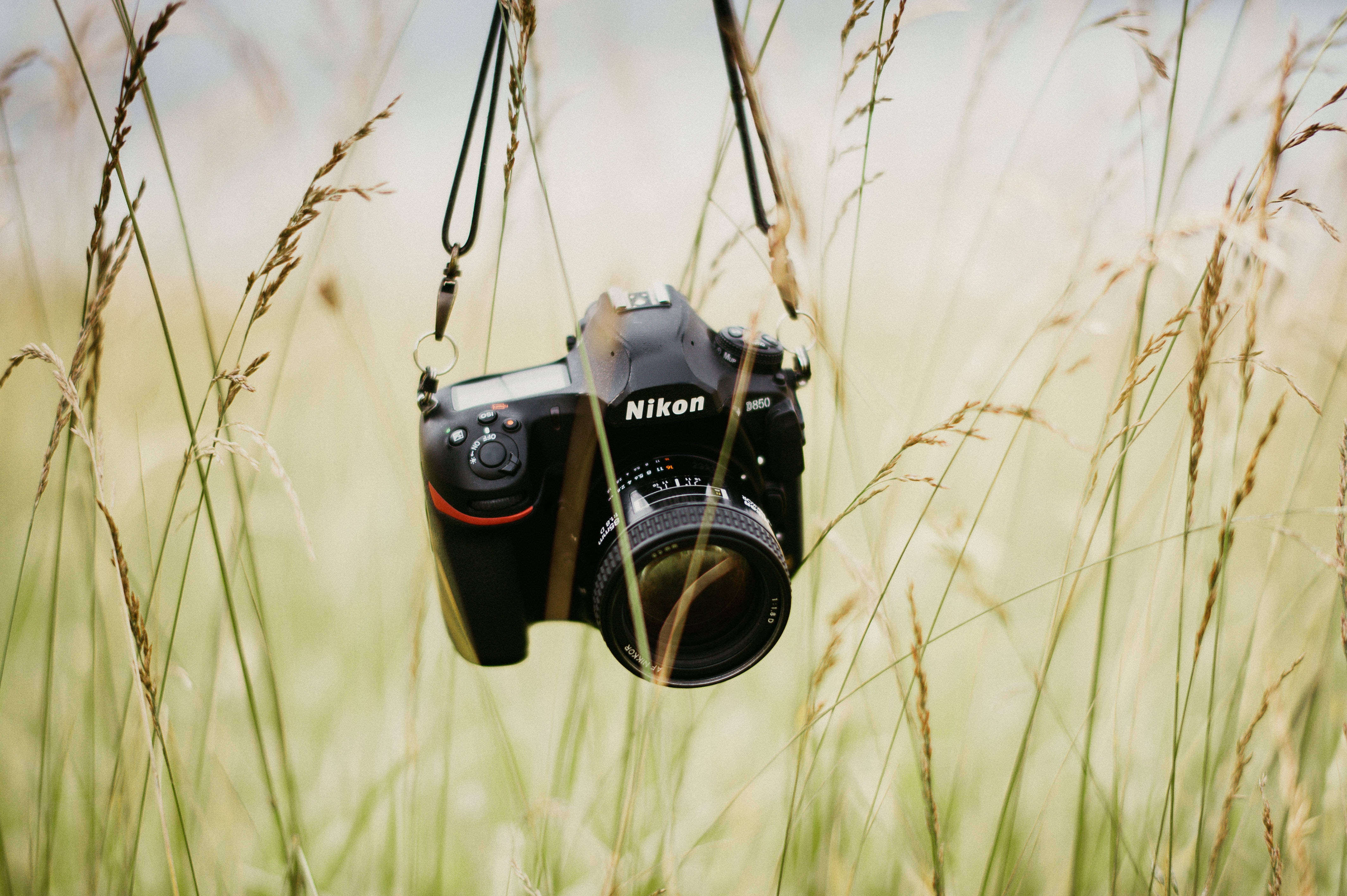 科技動圖 桌布 壁紙 — 一台黑色Nikon DSLR相機用掛帶掛在高高的金色草叢中，光線柔和自然。