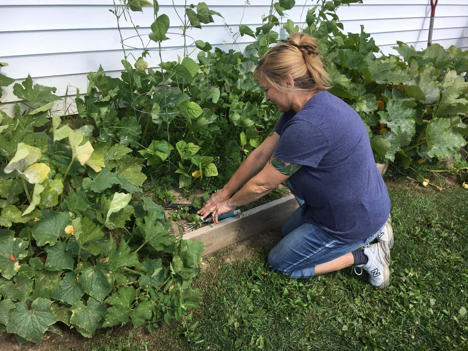 Gardening 桌布 壁紙 — 一名女子跪在茂密的綠色花園床中，在白色房屋牆壁旁照料葉狀植物。