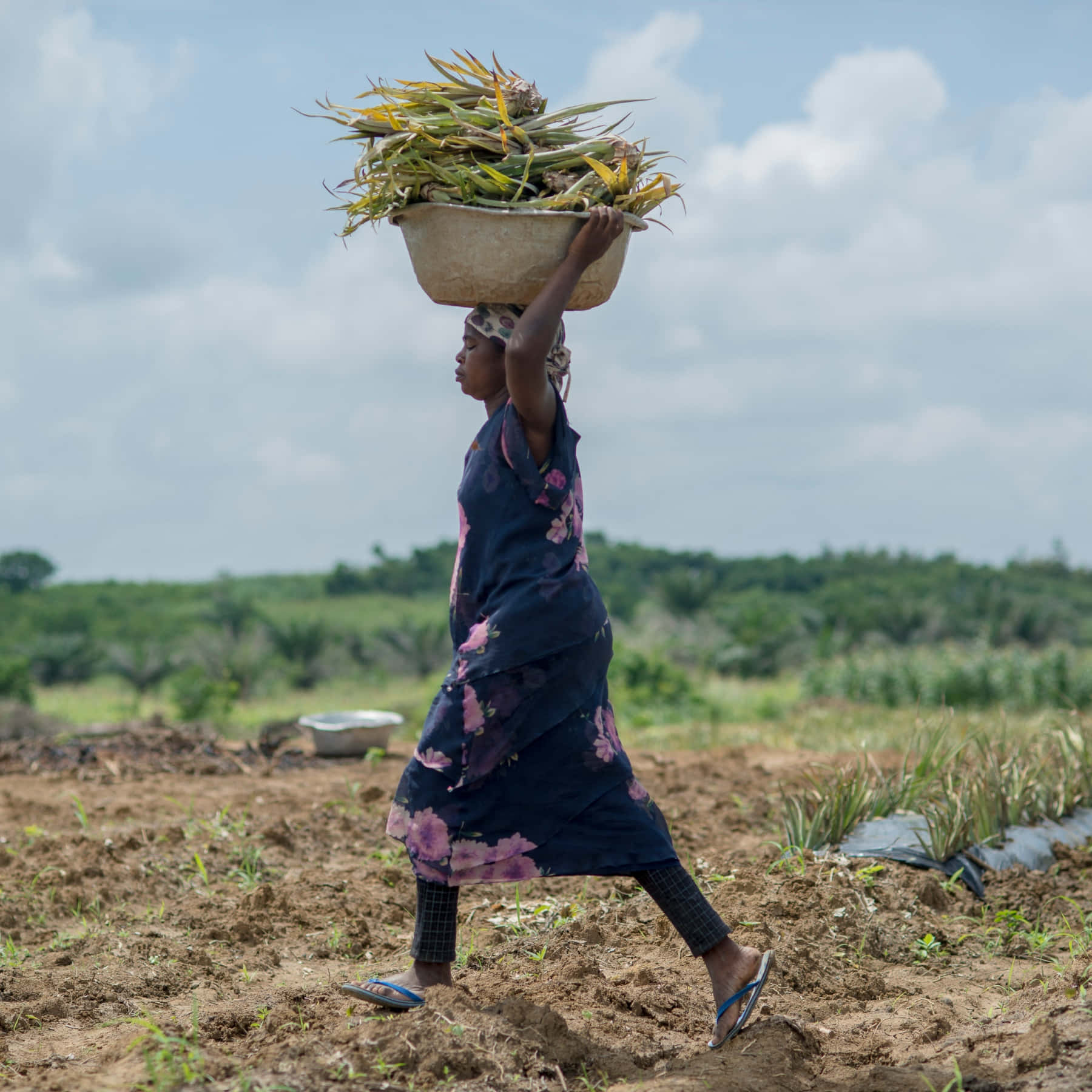 Farmer 桌布 壁紙 — 一名女子頭頂著裝滿收穫的鳳梨頂部的沉重籃子，走過陽光明媚的田野。