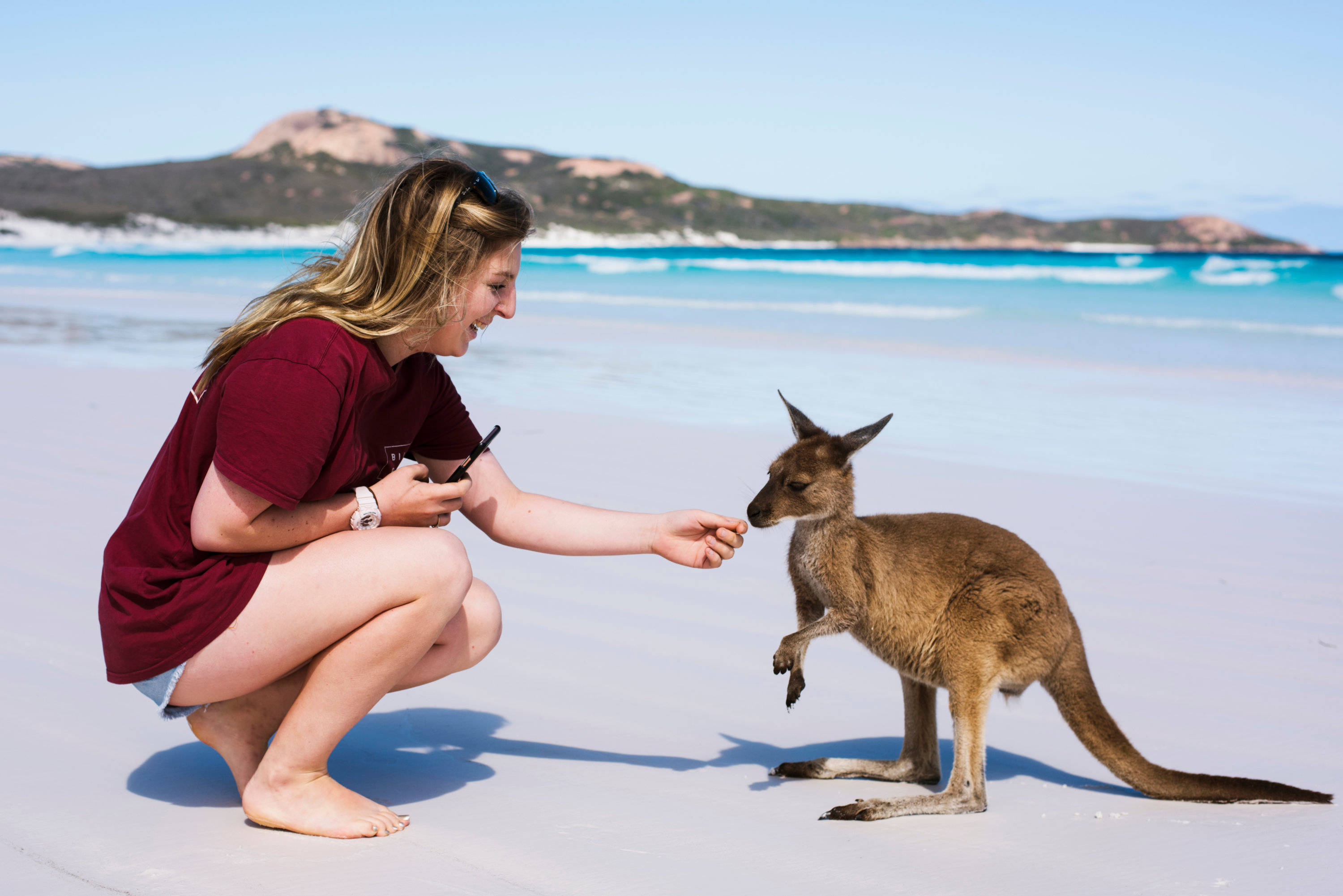 Kangaroo 桌布 壁紙 — 一名女性蹲在白色沙灘上，向一隻好奇的袋鼠提供食物，附近有碧綠的海水、遠山，在明亮的陽光下。