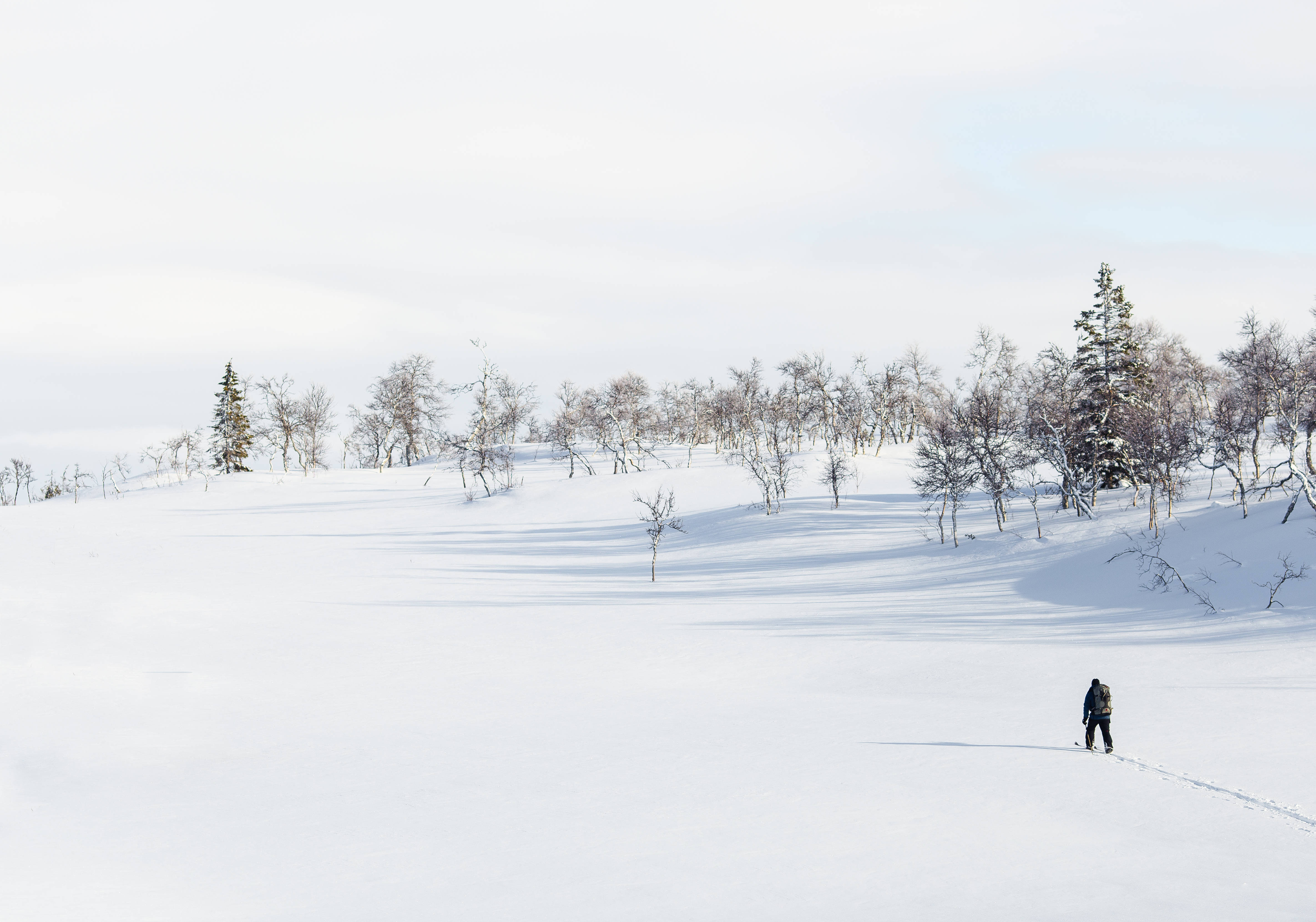 Sweden 桌布 壁紙 — 一名孤獨的滑雪者在蒼白的天空下，滑過一片廣闊的雪原，點綴著稀疏的冬季樹木。