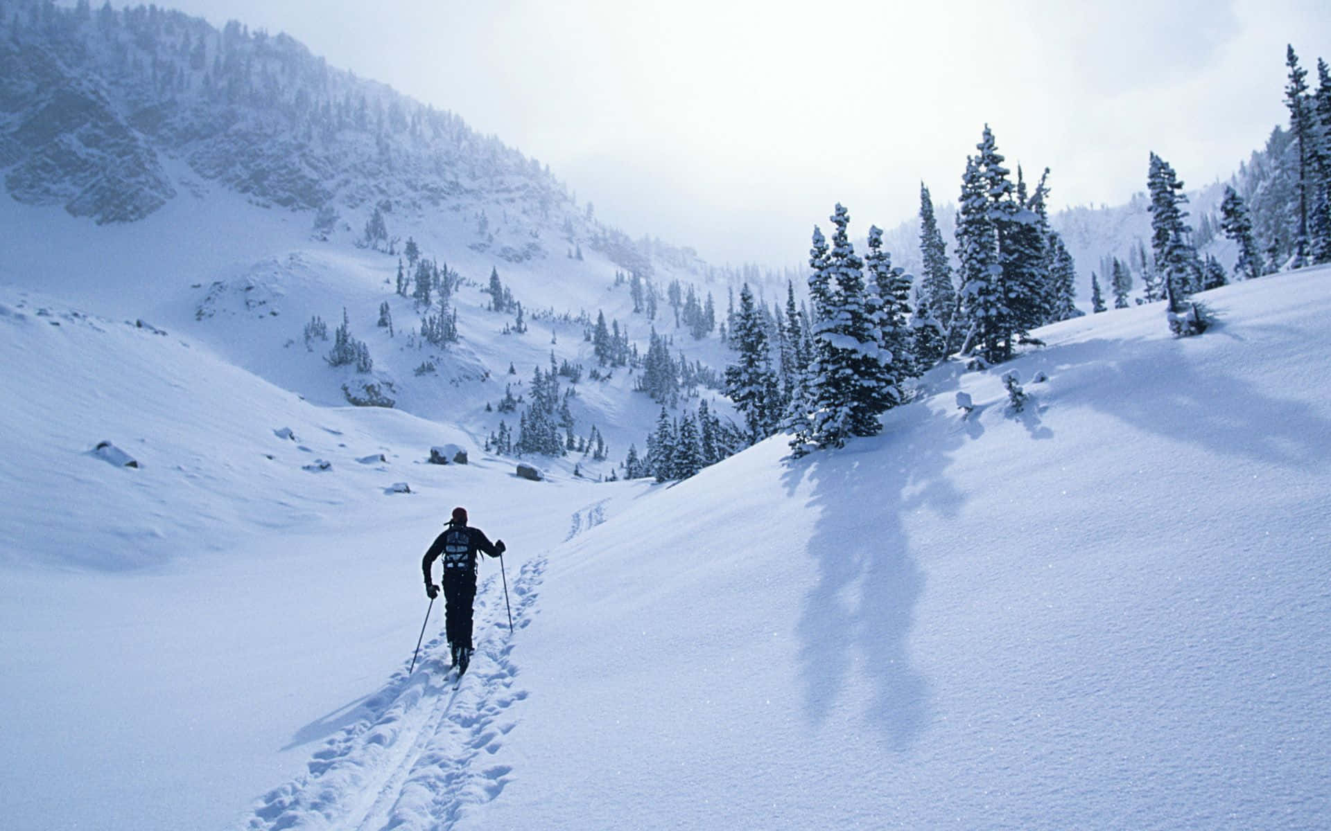 Winter Sports 桌布 壁紙 — 一名孤獨的滑雪者在陽光明媚、點綴著積雪常綠樹的山坡上劃過深雪。