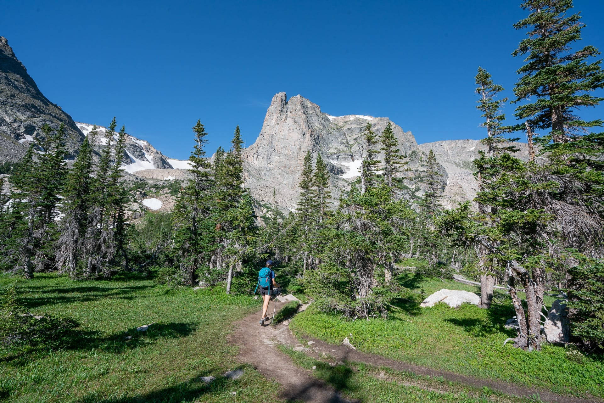 Colorado 桌布 壁紙 — 一名徒步旅行者沿著一條泥路穿過綠色草地和松樹，走向一座高聳的雪山，天空湛藍清澈。