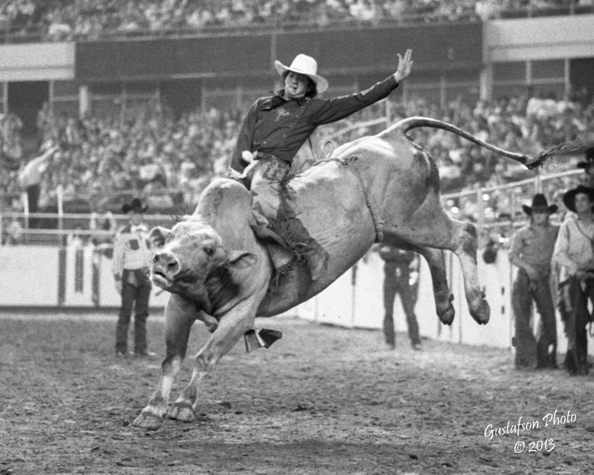 Bull Riding 桌布 壁紙 — 一名戴白帽的牛仔在牛仔競技中緊抓著一頭狂跳的公牛，觀眾在看台上觀看。