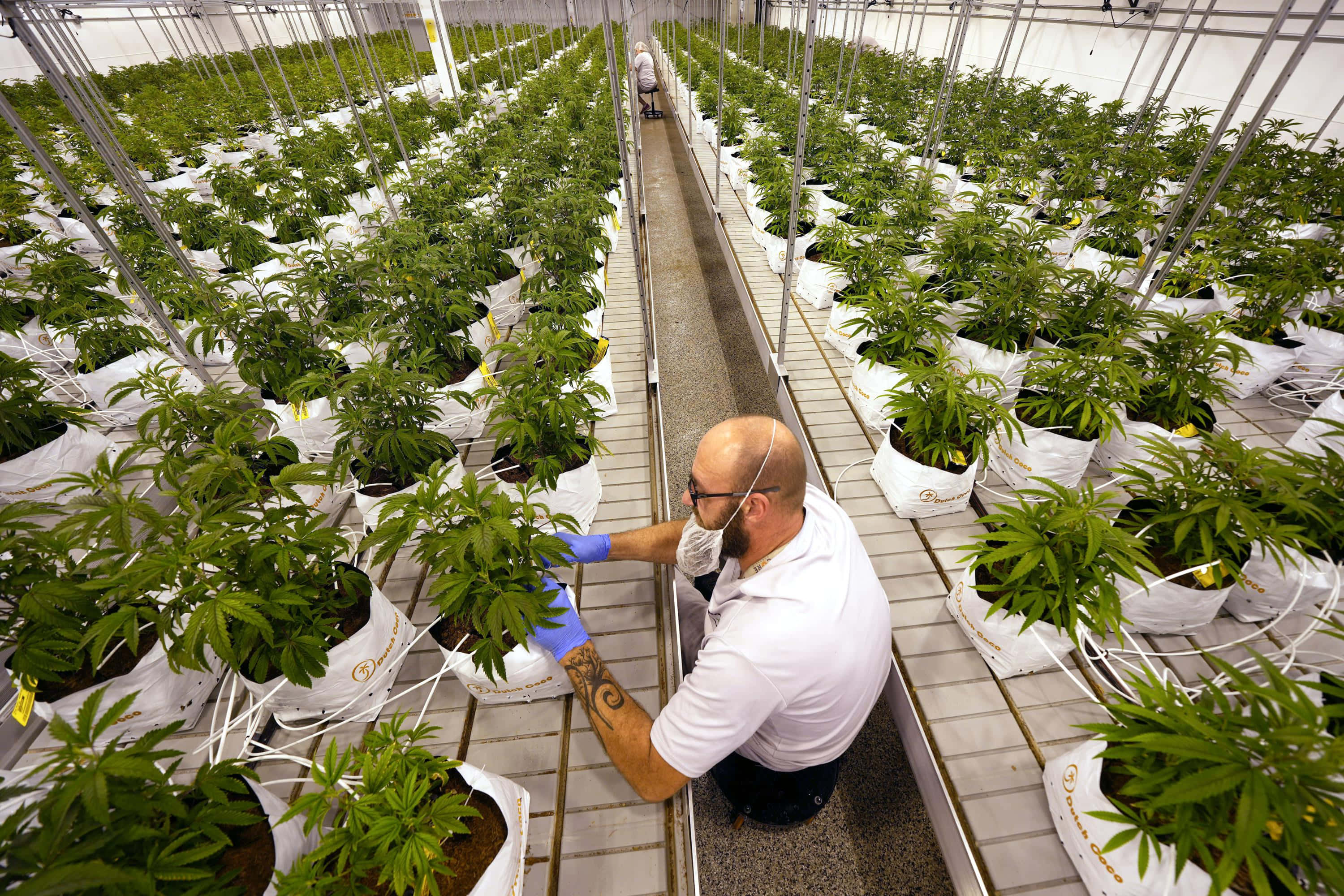 大麻 桌布 壁紙 — 一名戴著口罩和手套的工人在明亮的室內溫室中照料一排排大麻植物。