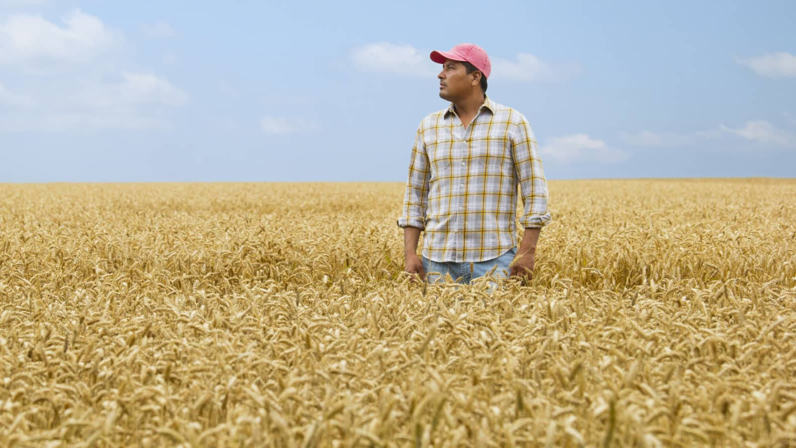 Farmer 桌布 壁紙 — 一名戴著粉紅色帽子和格紋襯衫的男子，在晴朗的藍天下，膝蓋深地站在一片廣闊的金色麥田裡。