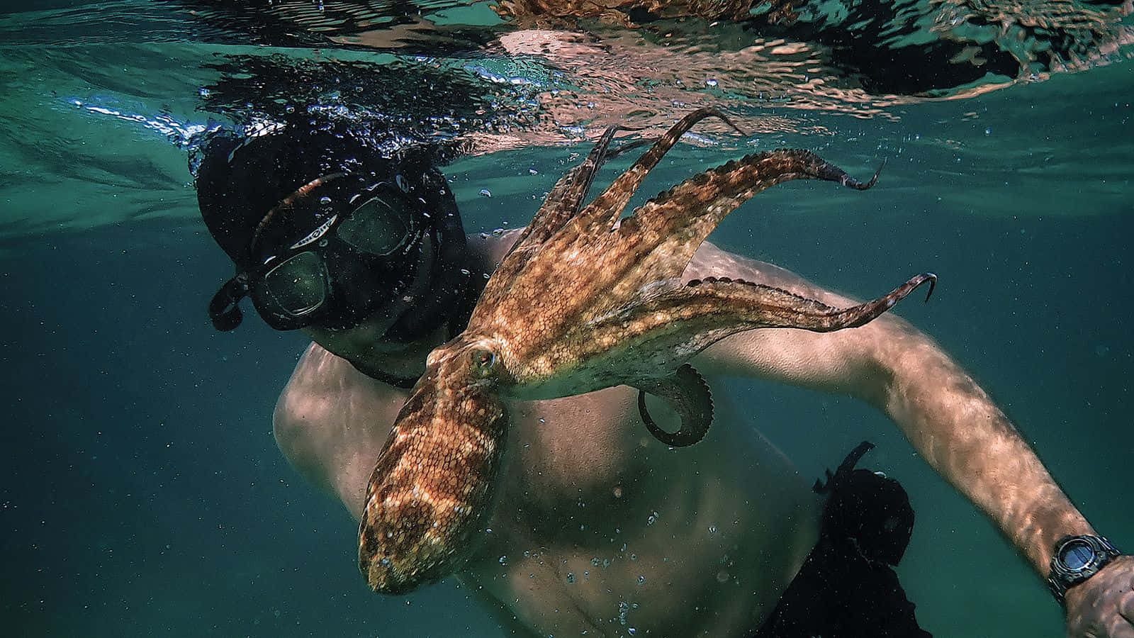 Underwater Scary Ocean 桌布 壁紙 — 一名戴著面罩的浮潛者在水底清澈的碧綠海水中輕輕與一隻大章魚互動。