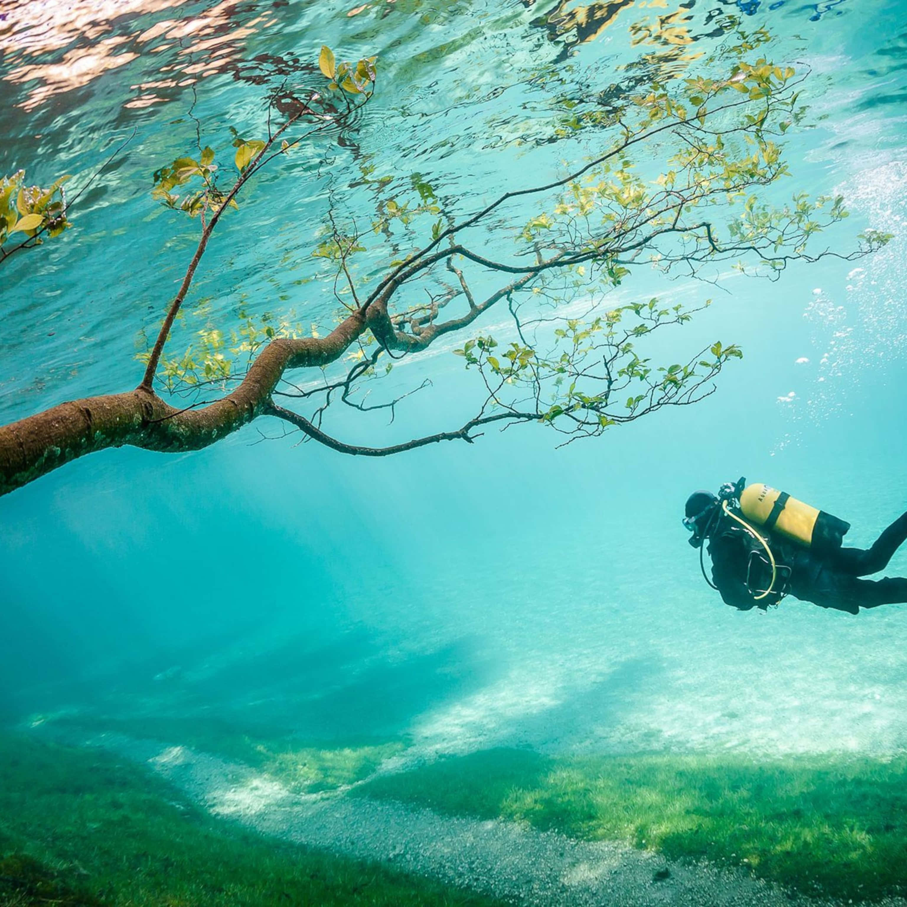 水下動畫 桌布 壁紙 — 一名水肺潛水員在 submerged 樹枝下探索清澈的碧綠海水，樹枝上有綠葉。