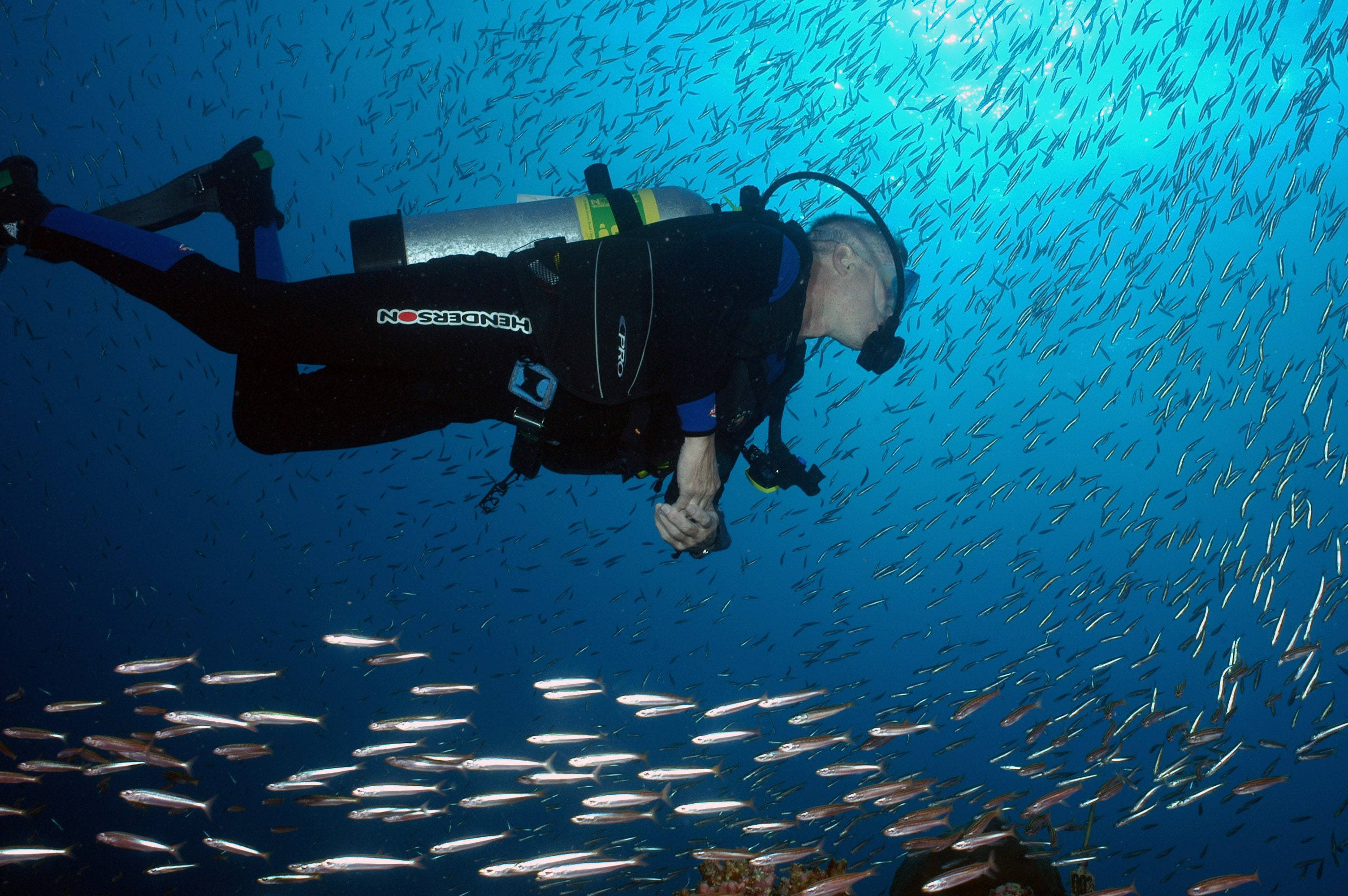 diving 桌布 壁紙 — 一名水肺潛水員在充滿活力的藍色海水中滑行，周圍環繞著旋轉的銀色魚群。