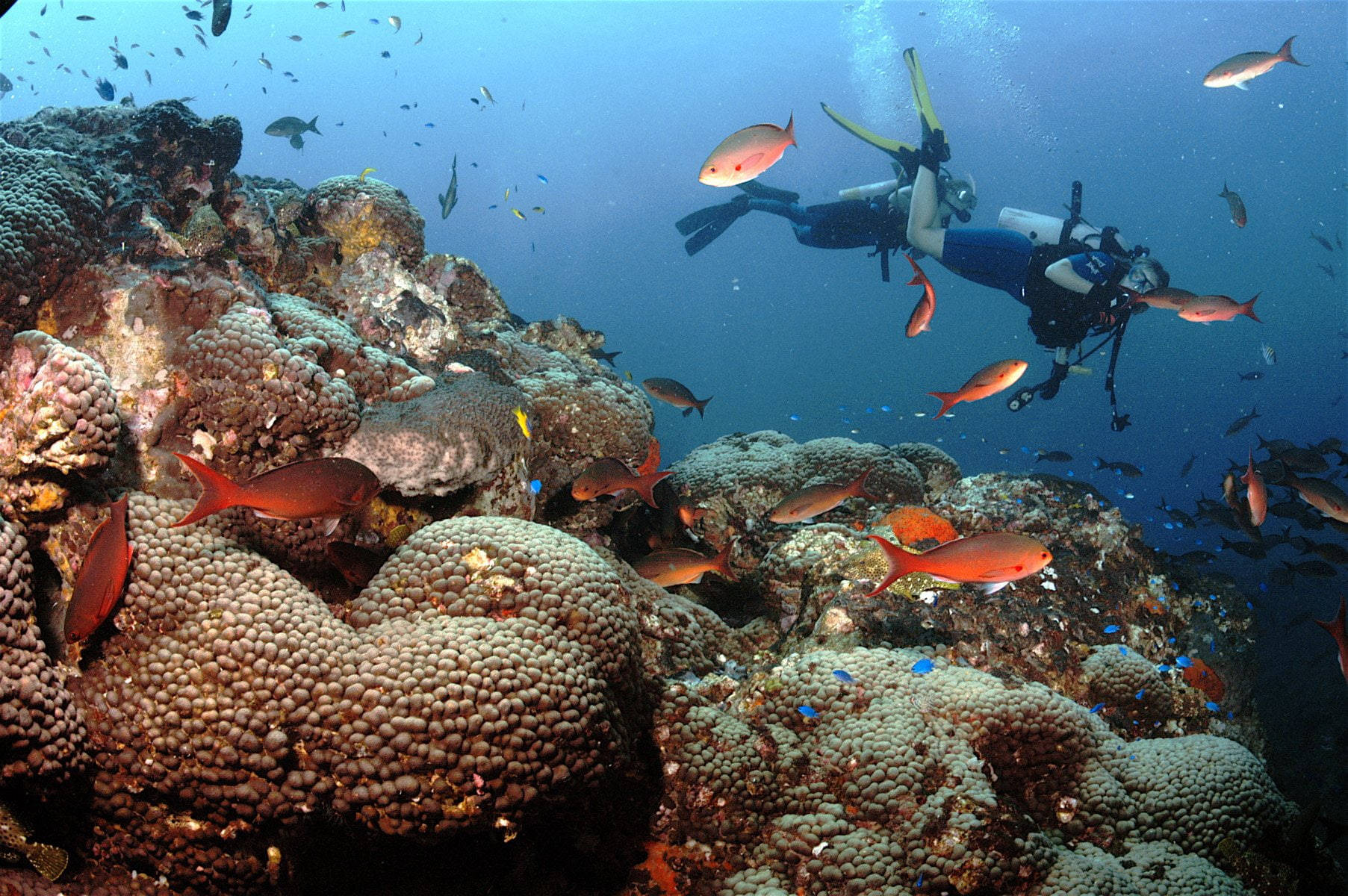 diving 桌布 壁紙 — 一名水肺潛水員在水下探索充滿橙色魚類和色彩繽紛海洋生物的 vibrant 珊瑚礁。
