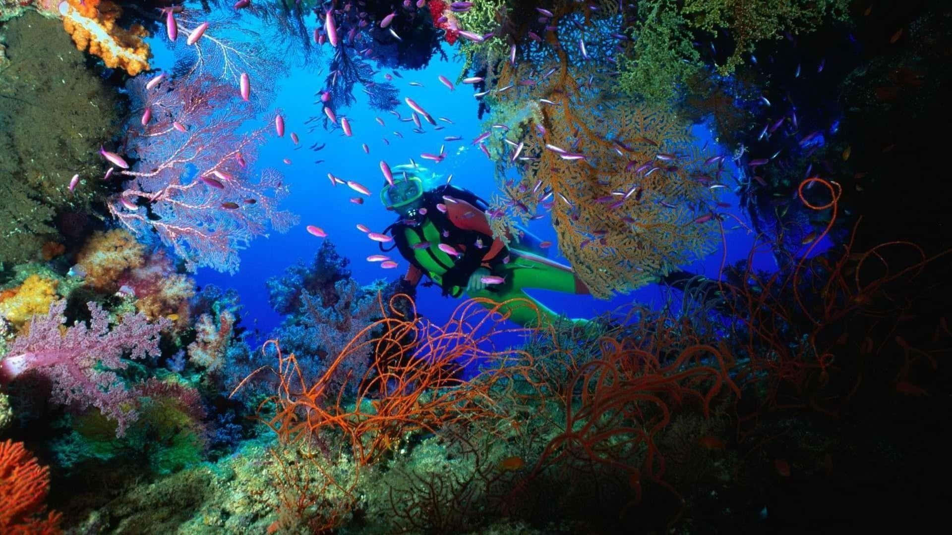 diving 桌布 壁紙 — 一名水肺潛水員在深藍色海水下探索充滿色彩繽紛魚類和發光海洋生物的 vibrant 珊瑚礁。