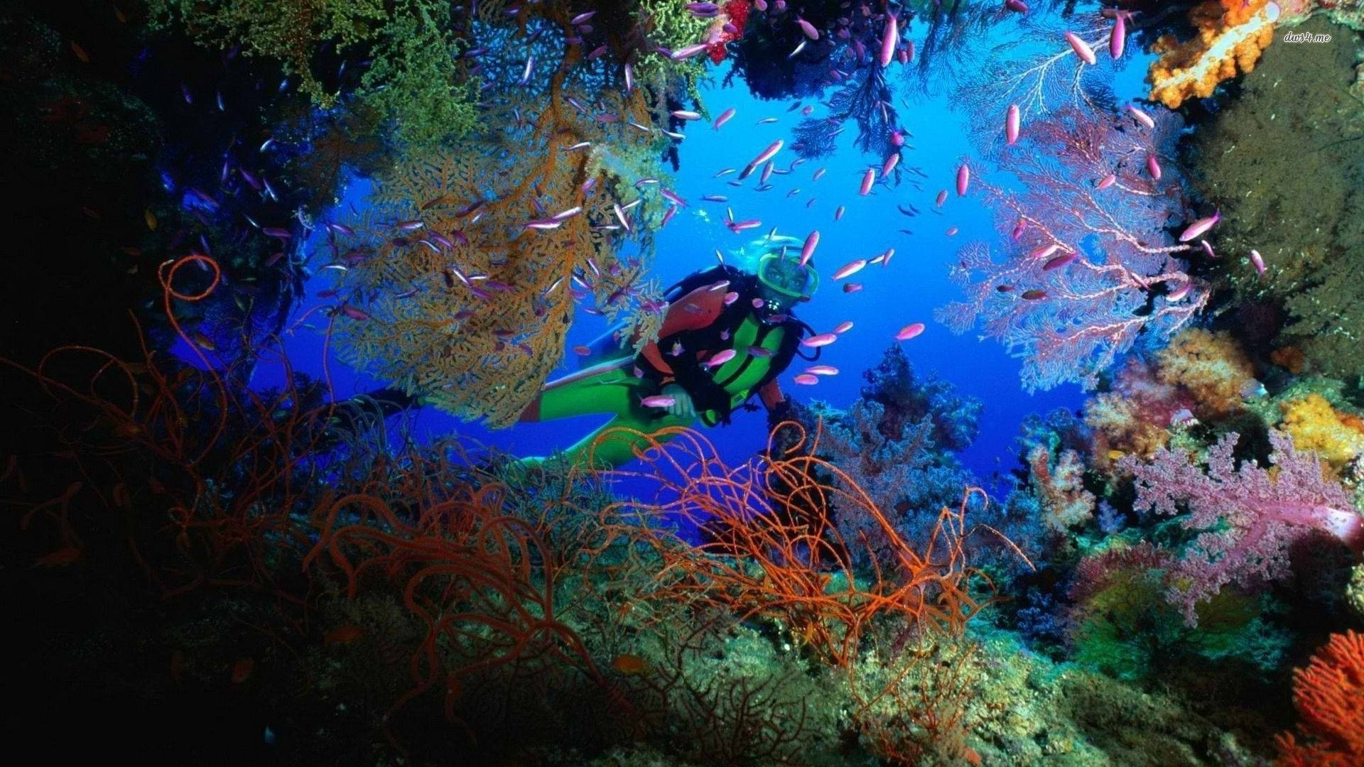 海洋 桌布 壁紙 — 一名水肺潛水員在深藍色海水下探索充滿色彩繽紛魚類和發光海洋生物的 vibrant 珊瑚礁。