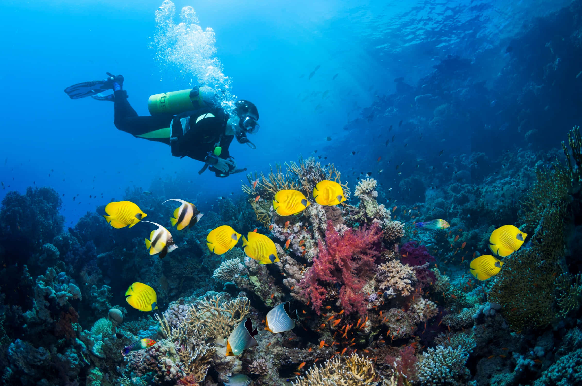 diving 桌布 壁紙 — 一名水肺潛水員在清澈的藍色海水下探索一個充滿黃色蝴蝶魚和多彩海洋生物的 vibrant 珊瑚礁。