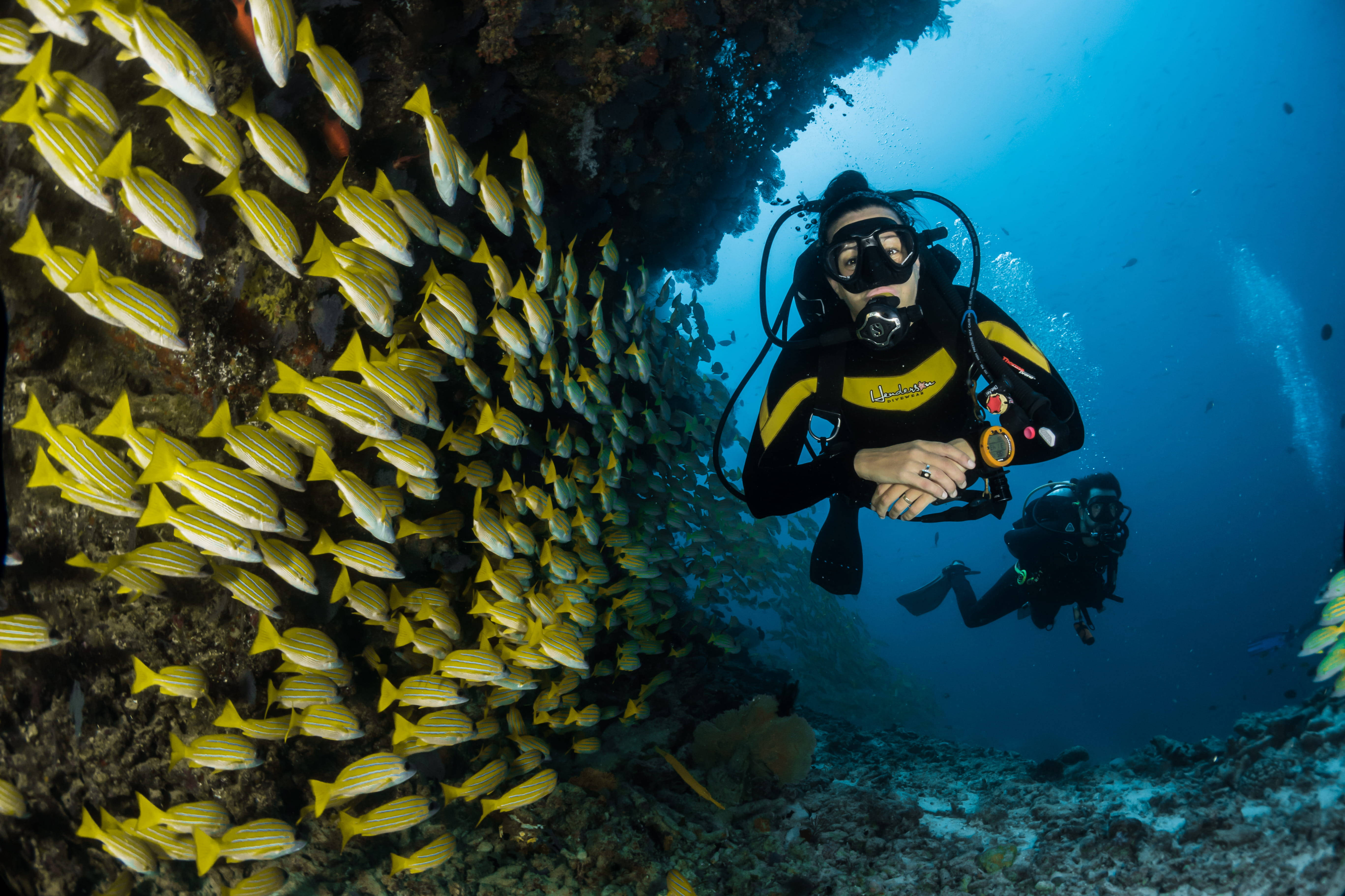 diving 桌布 壁紙 — 一名水肺潛水員在清澈的藍色海水中的珊瑚礁附近，游過一群充滿活力的黃色魚群。