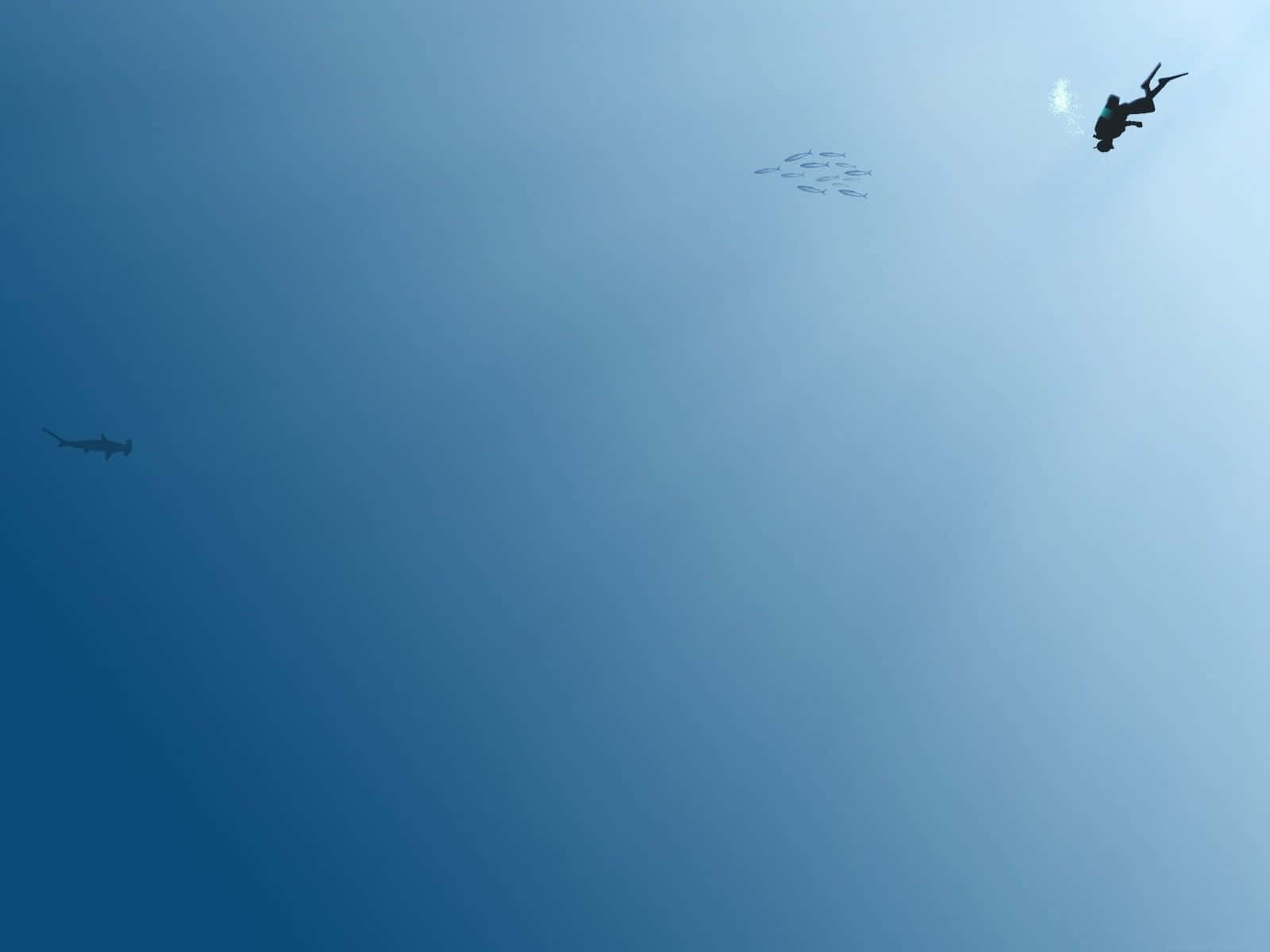 Minimalist Ocean 桌布 壁紙 — 一名水肺潛水員在清澈的藍色海水中滑行，附近有一條雙髻鯊和小魚。