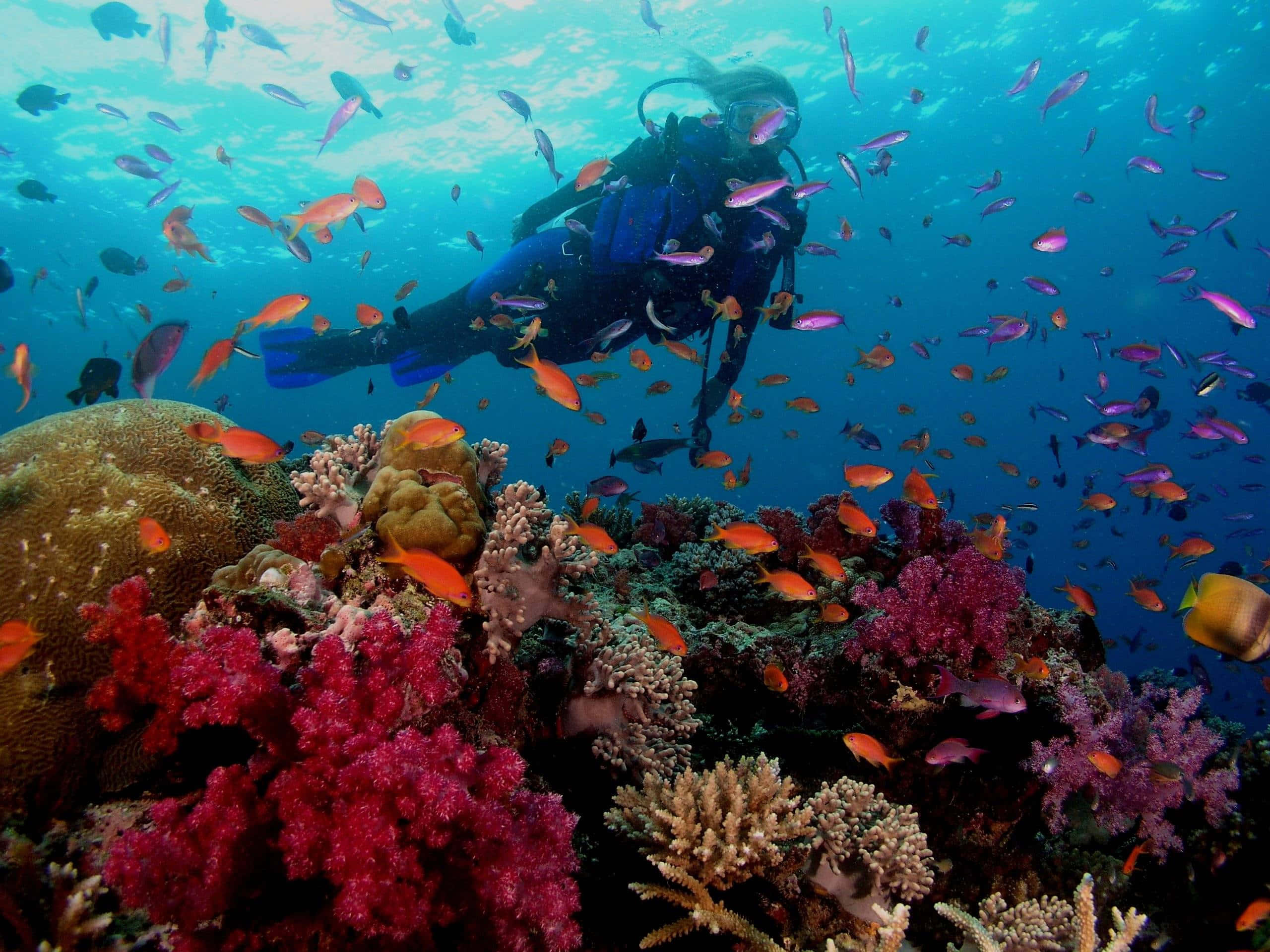 diving 桌布 壁紙 — 一名水肺潛水員在清澈的藍色海水中，滑過充滿色彩繽紛魚類的 vibrant 珊瑚礁。