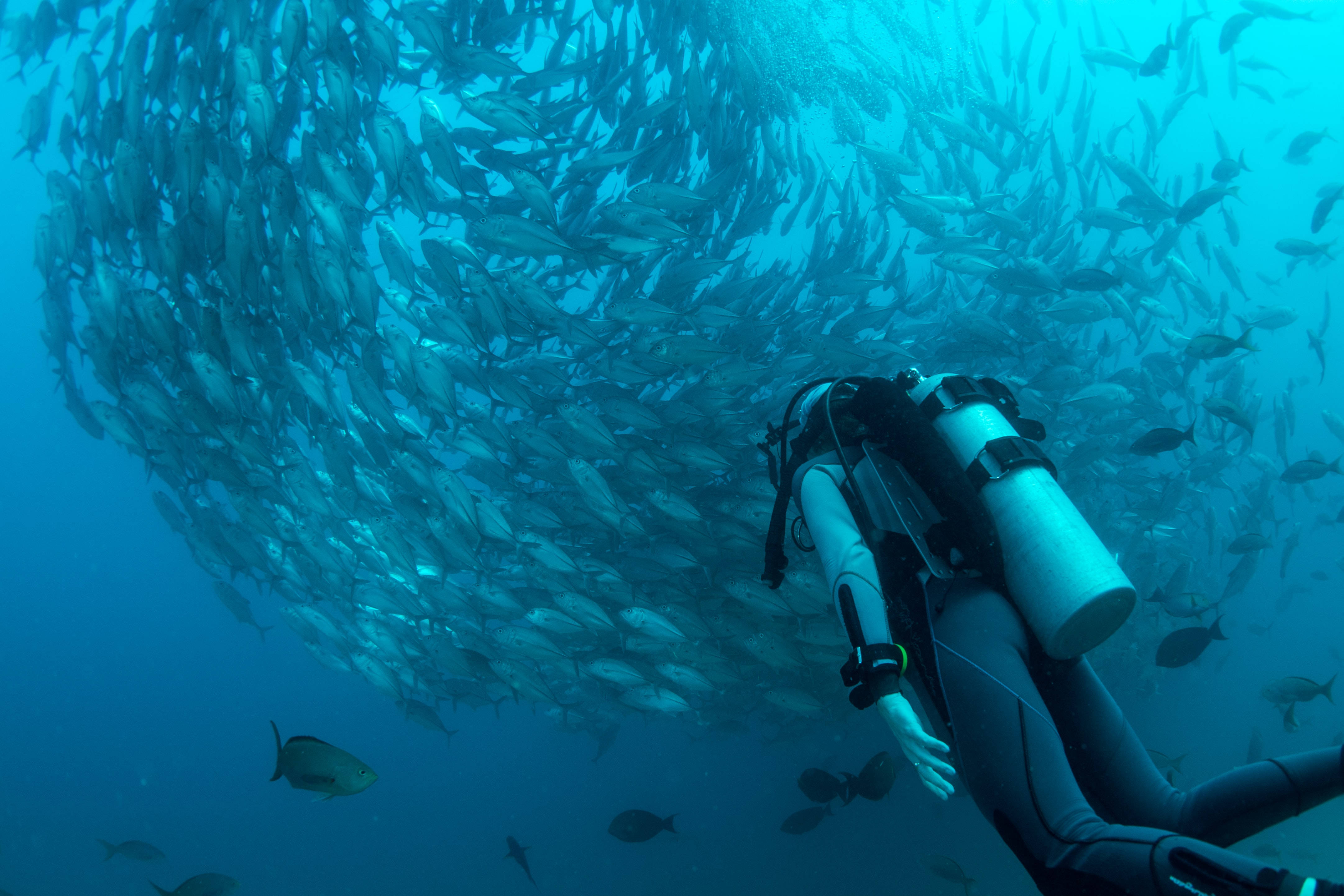 diving 桌布 壁紙 — 一名水肺潛水員在碧綠海水中滑行，被一群旋轉的銀色魚群包圍。